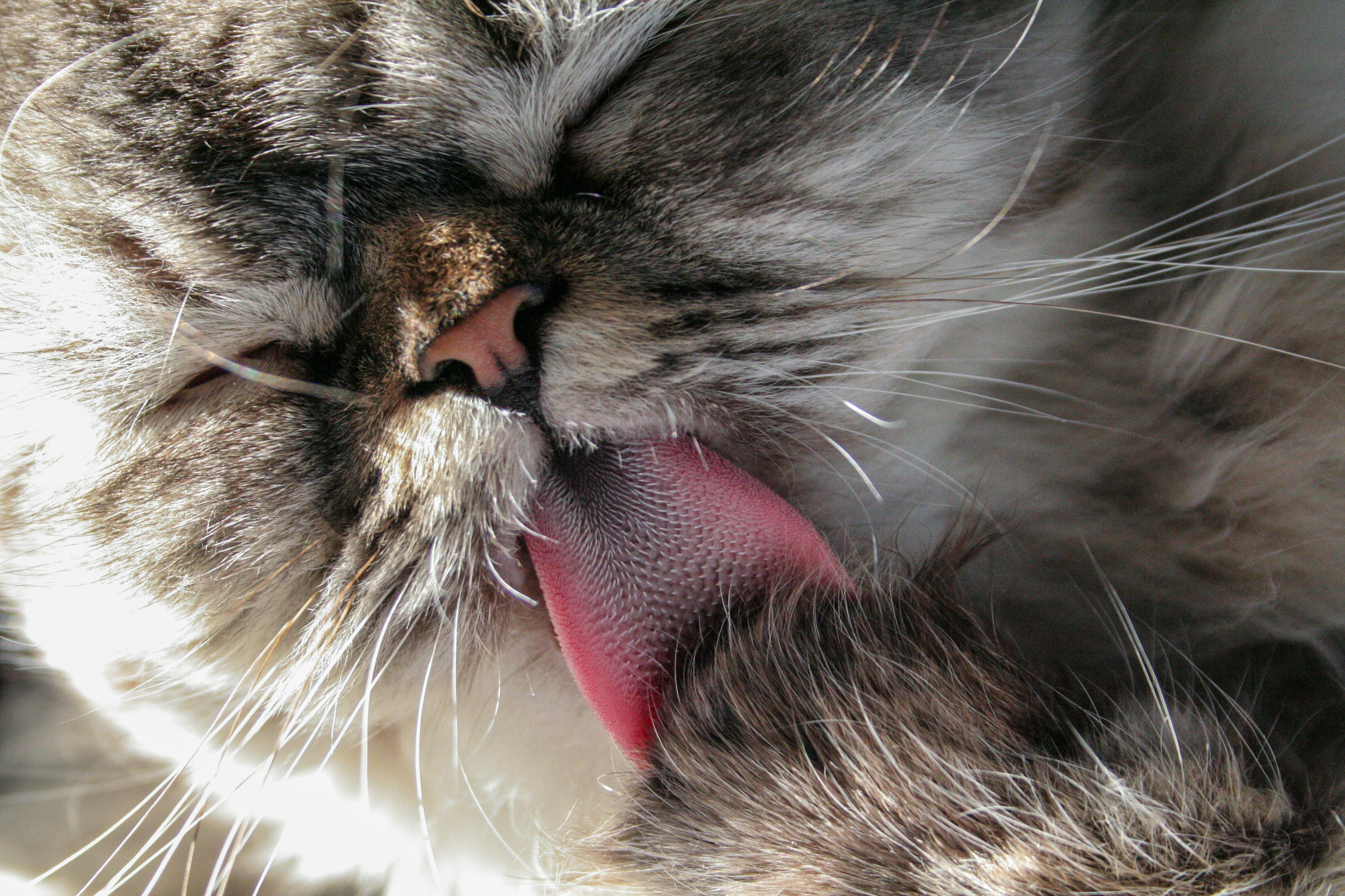 A close up of a cat with its tongue out