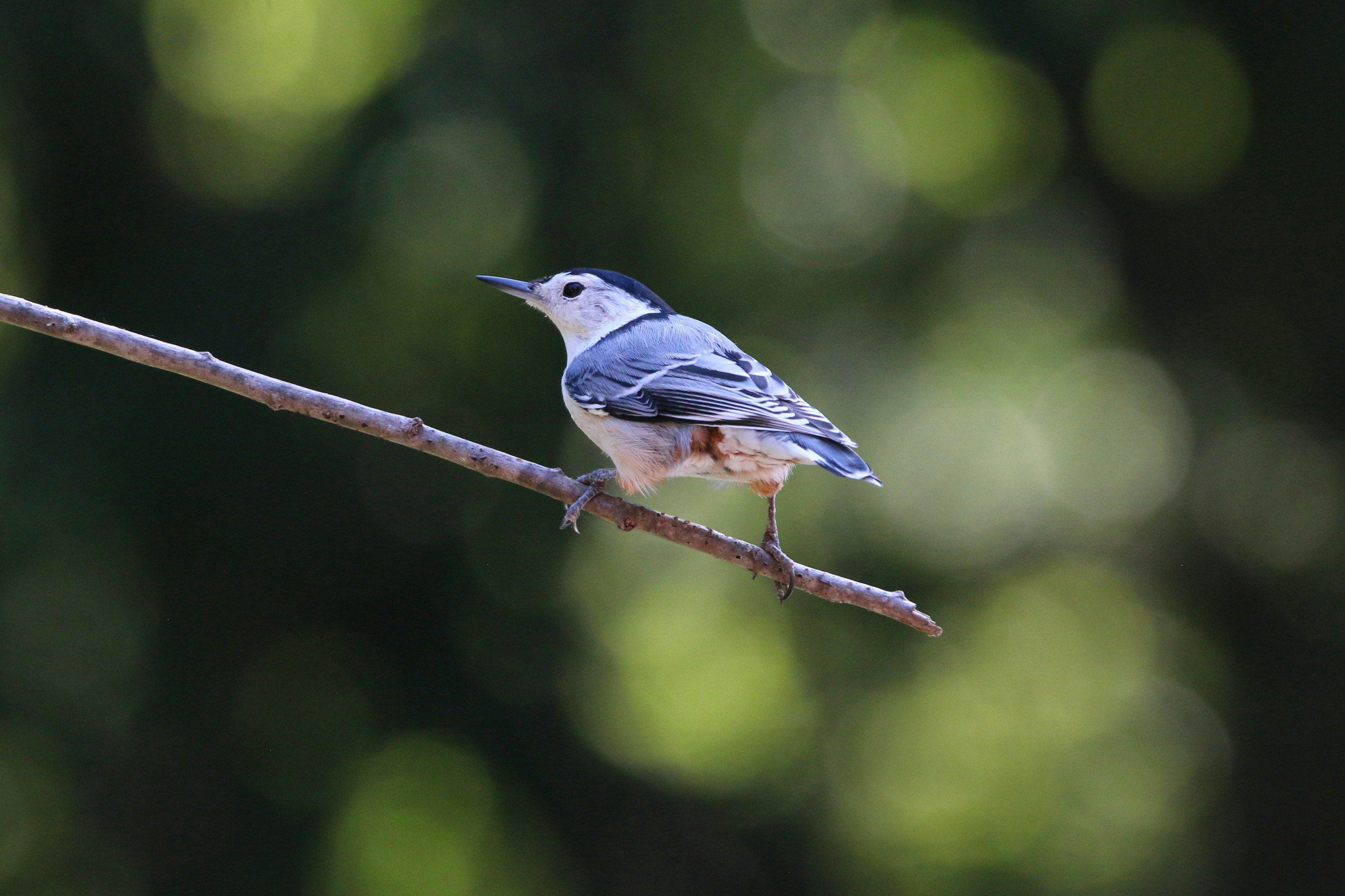 Photo by goldenplover31