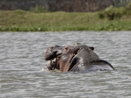 A hippopotamus swimming in a body of water