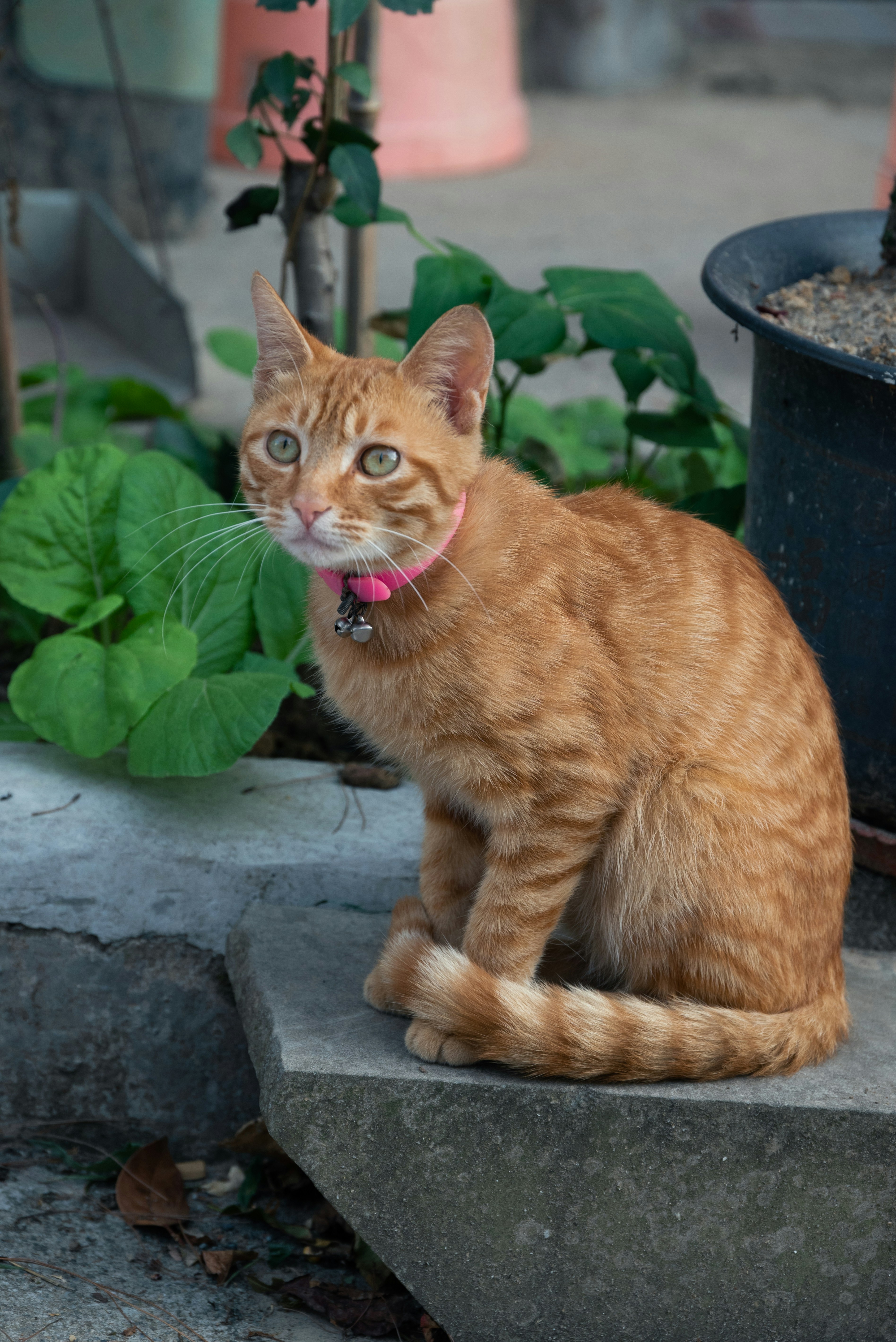 An orange cat sitting on a step next to a potted plant