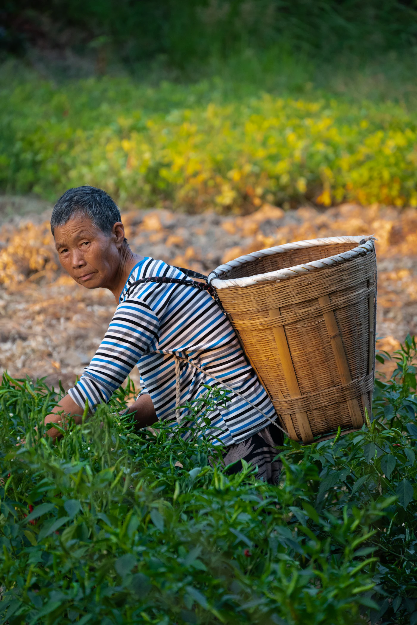 A grower kneeling to harvest, a large woven basket on their back