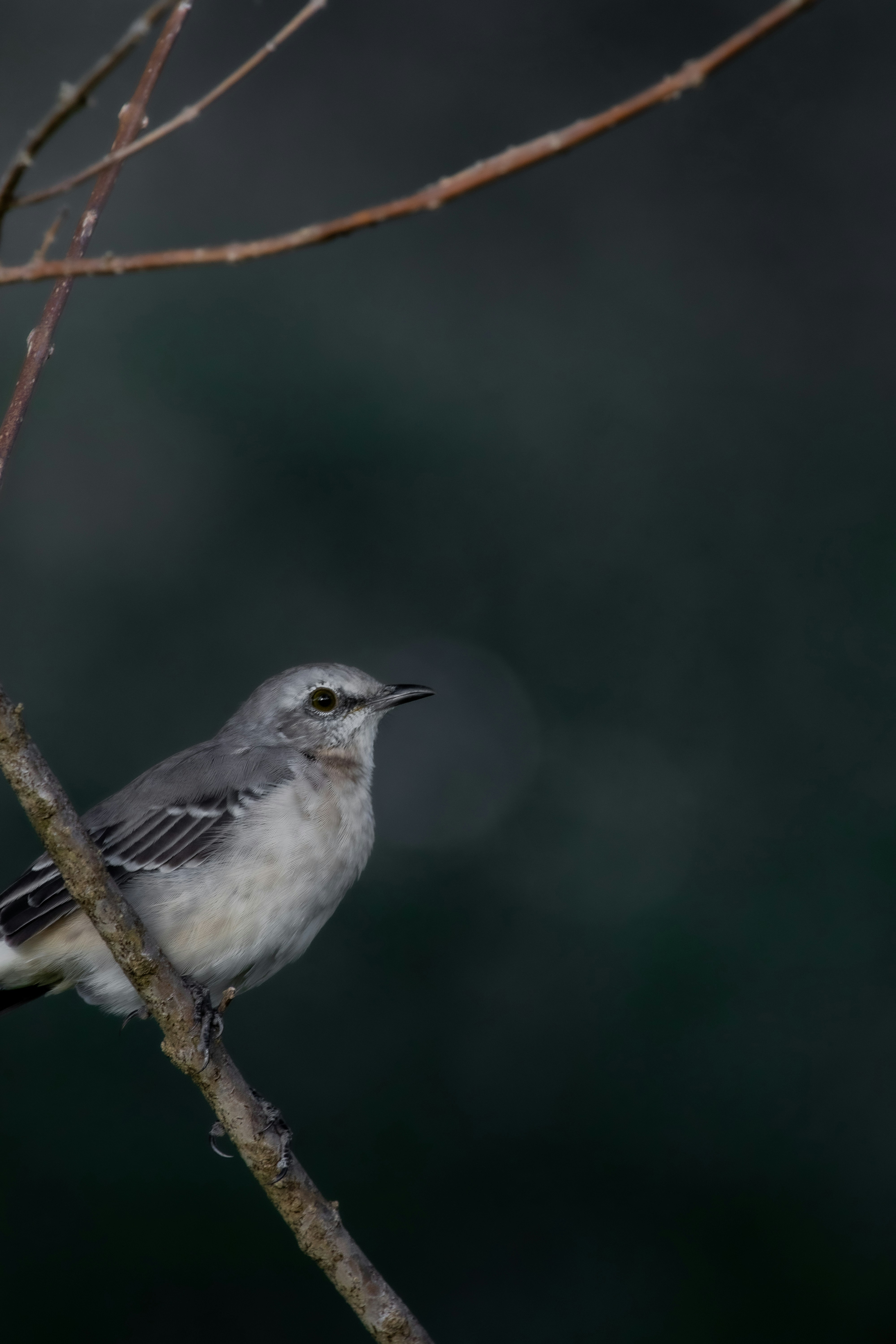 Photo by adriancross05