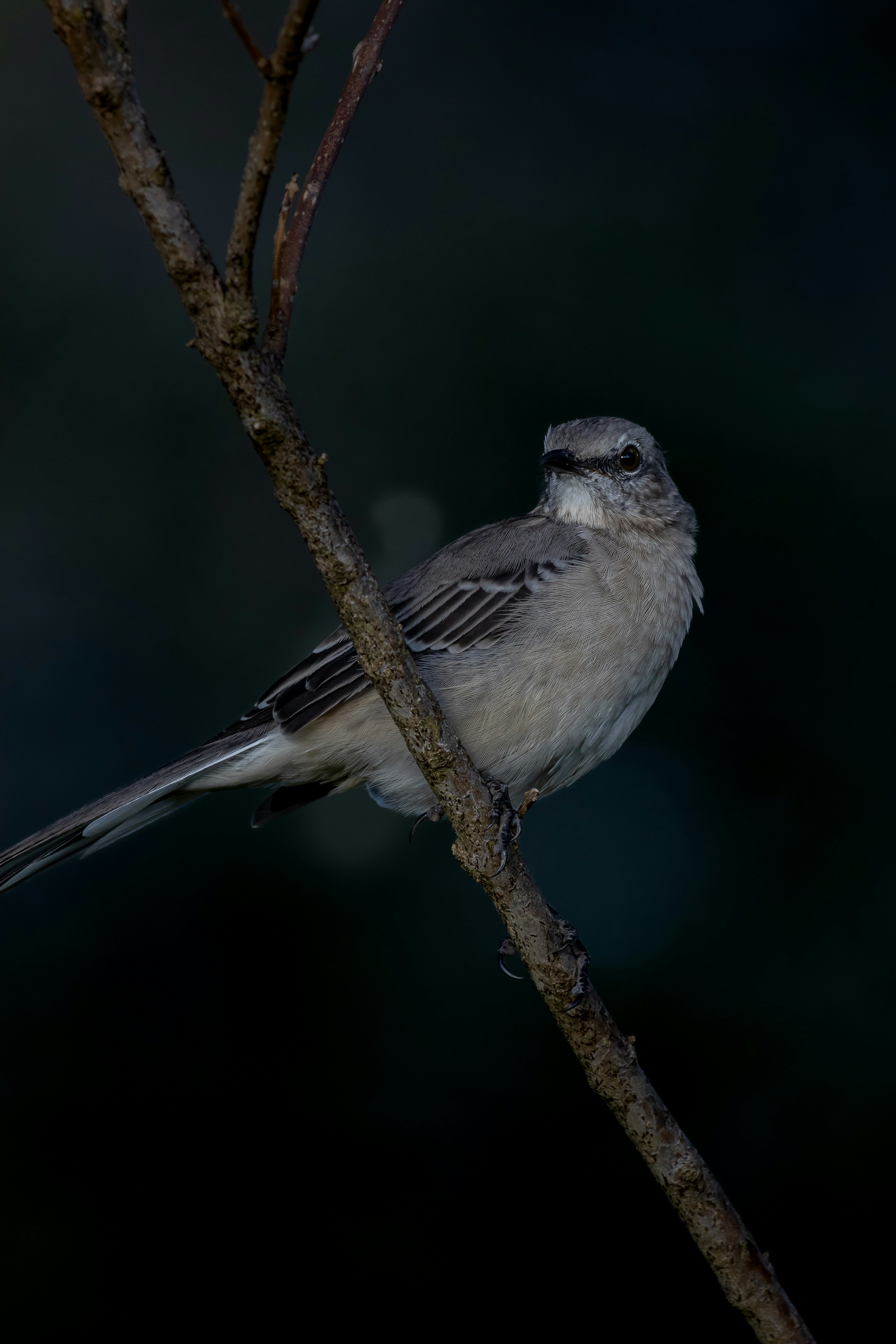 Photo by adriancross05