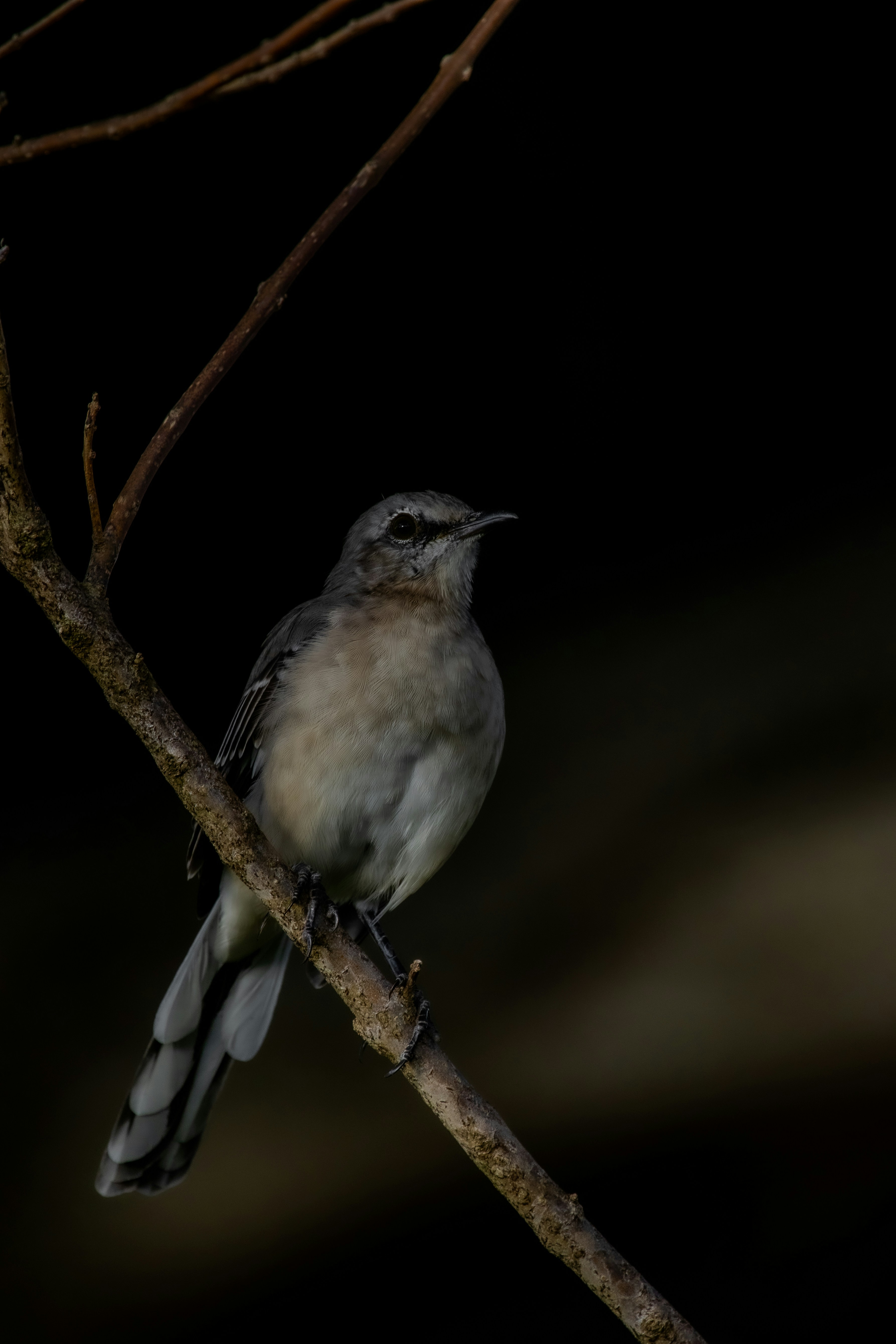 Photo by adriancross05