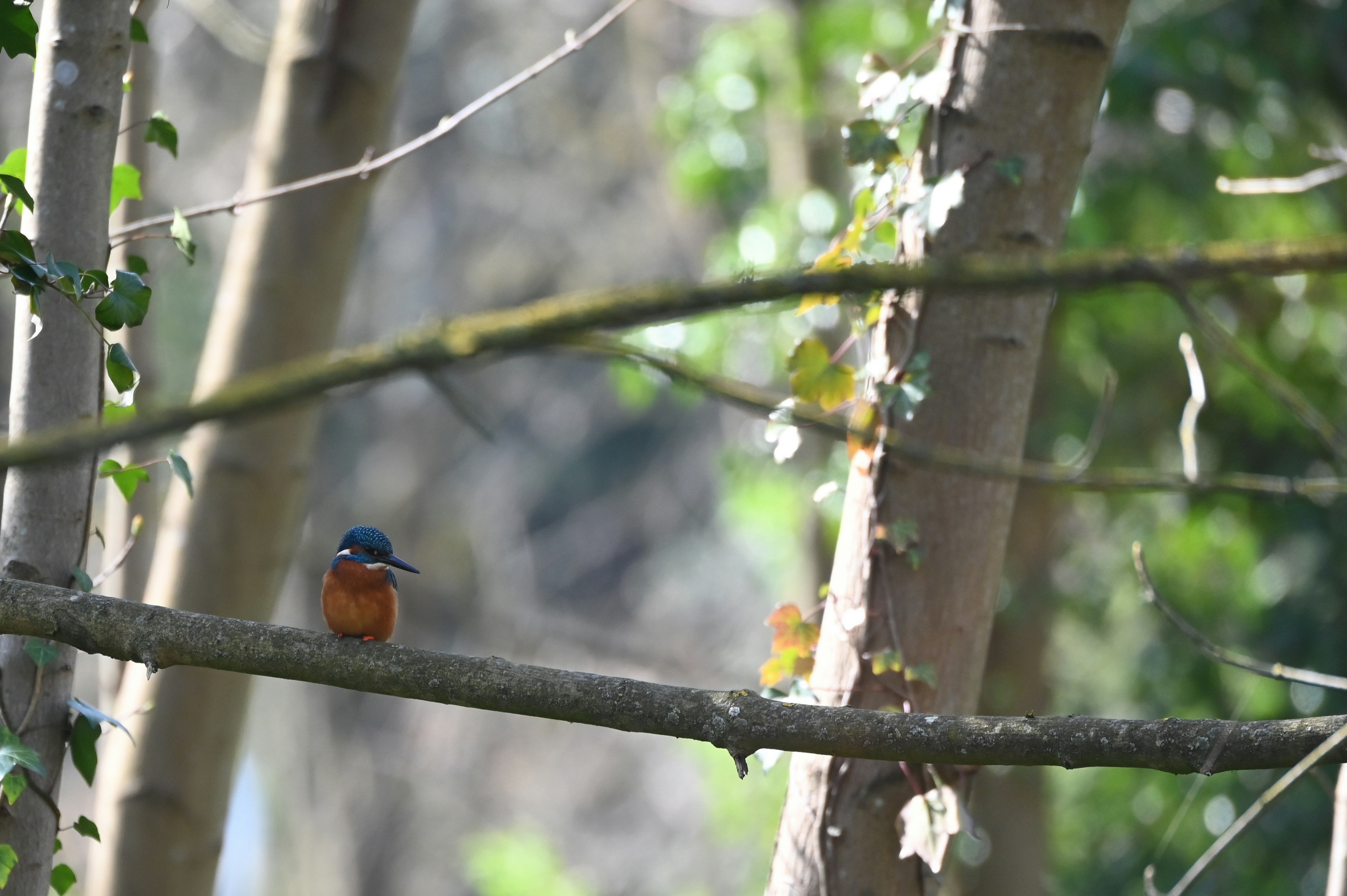 Photo by jeandekindt