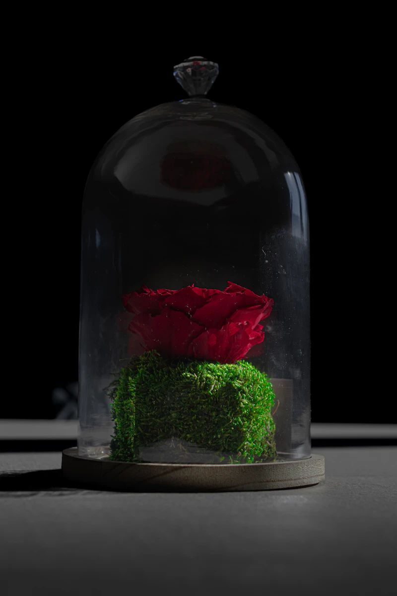 Rose in Glass Dome