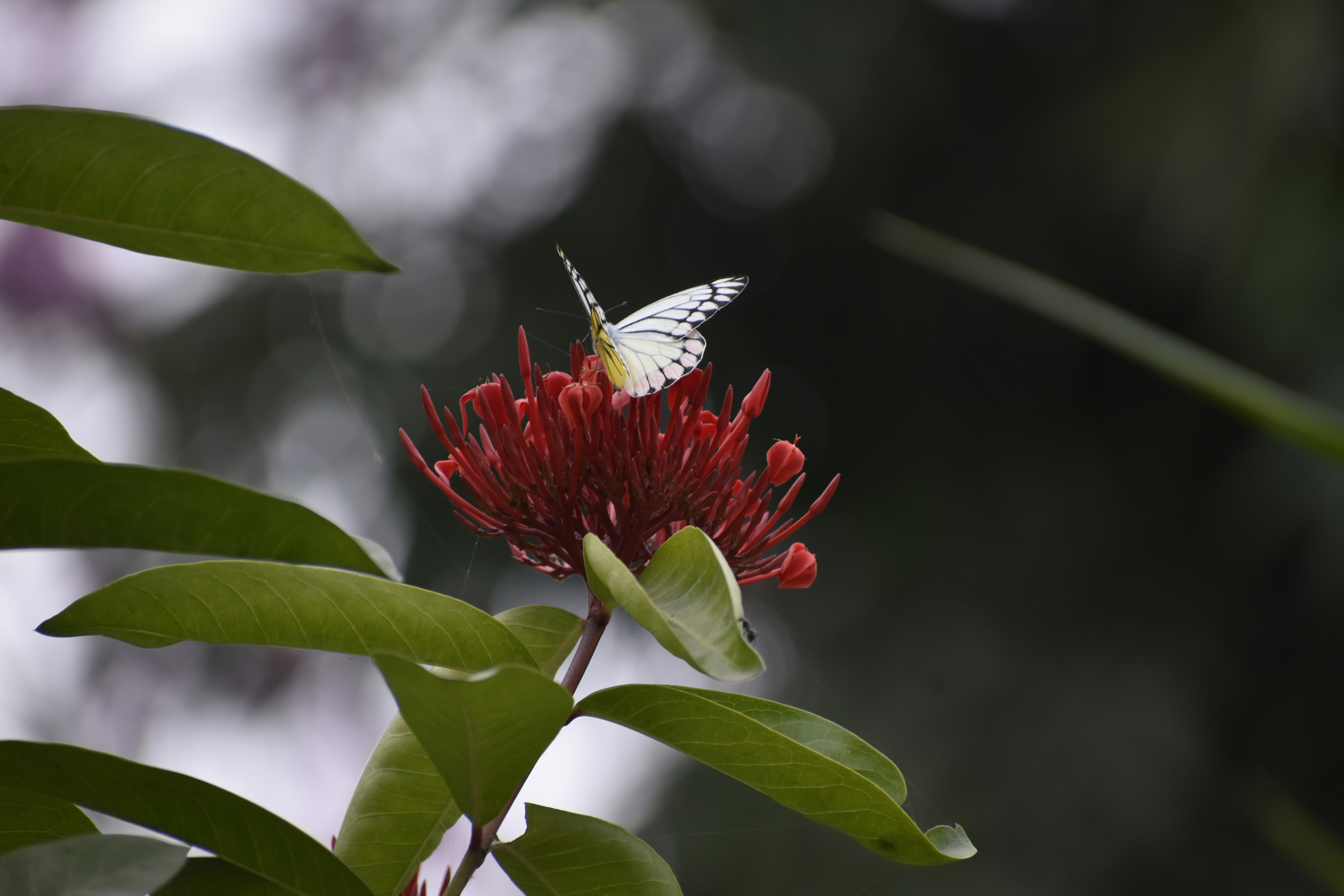 A white butterfly sitting on top of a red flower photo – Free Butterfly ...