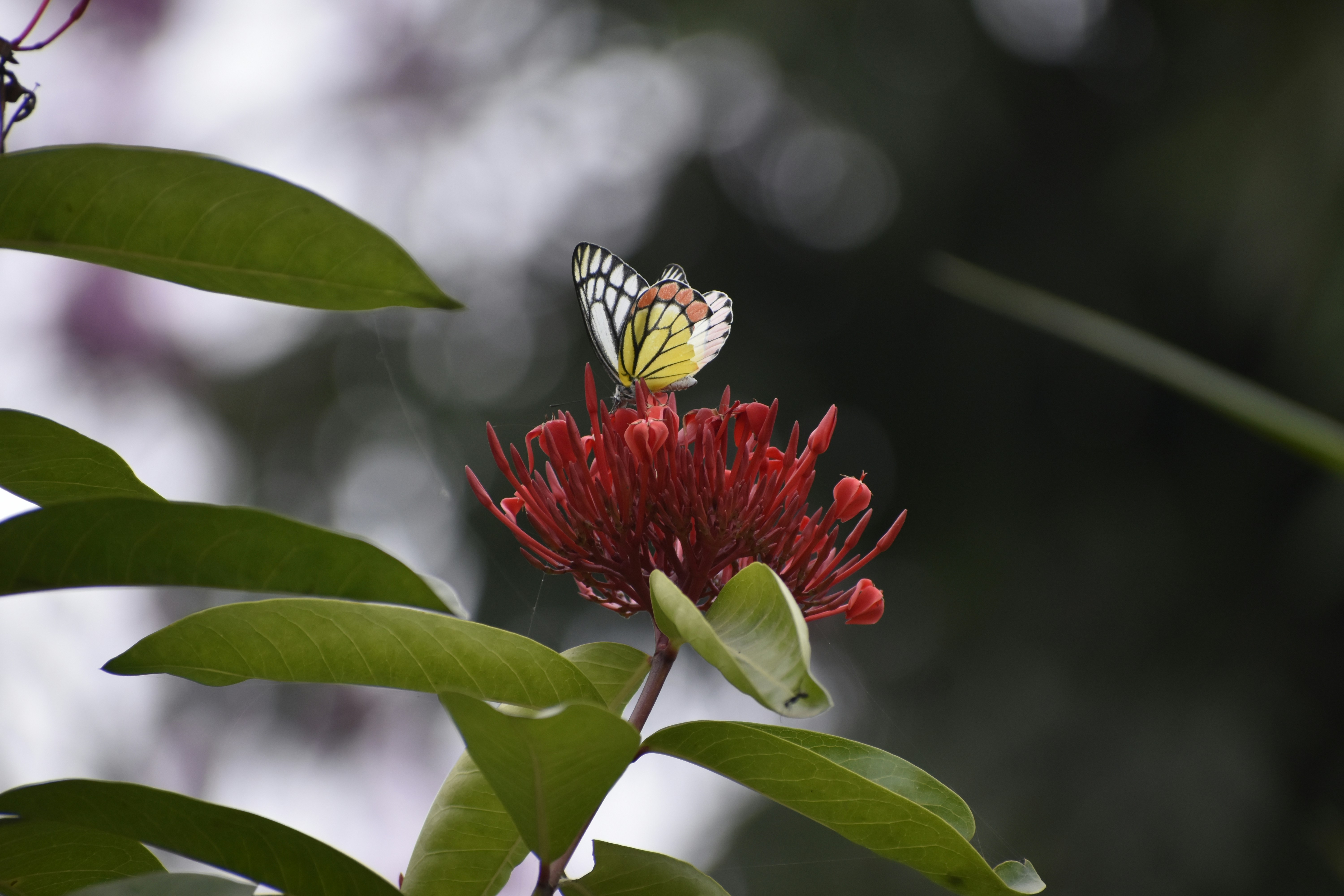 A butterfly sitting on top of a red flower photo – Free Butterfly on ...
