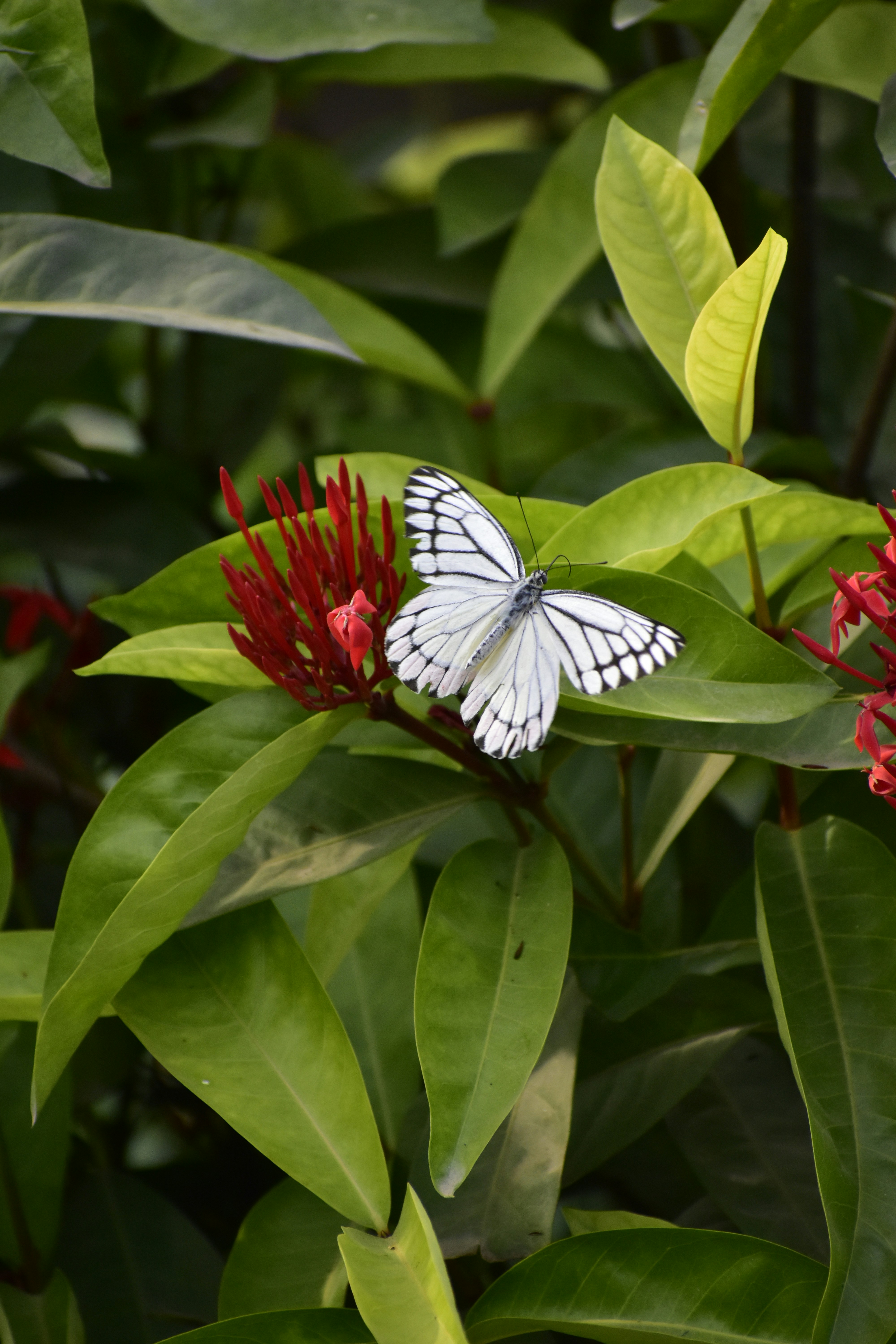 A white butterfly sitting on top of a red flower photo – Free Butterfly ...