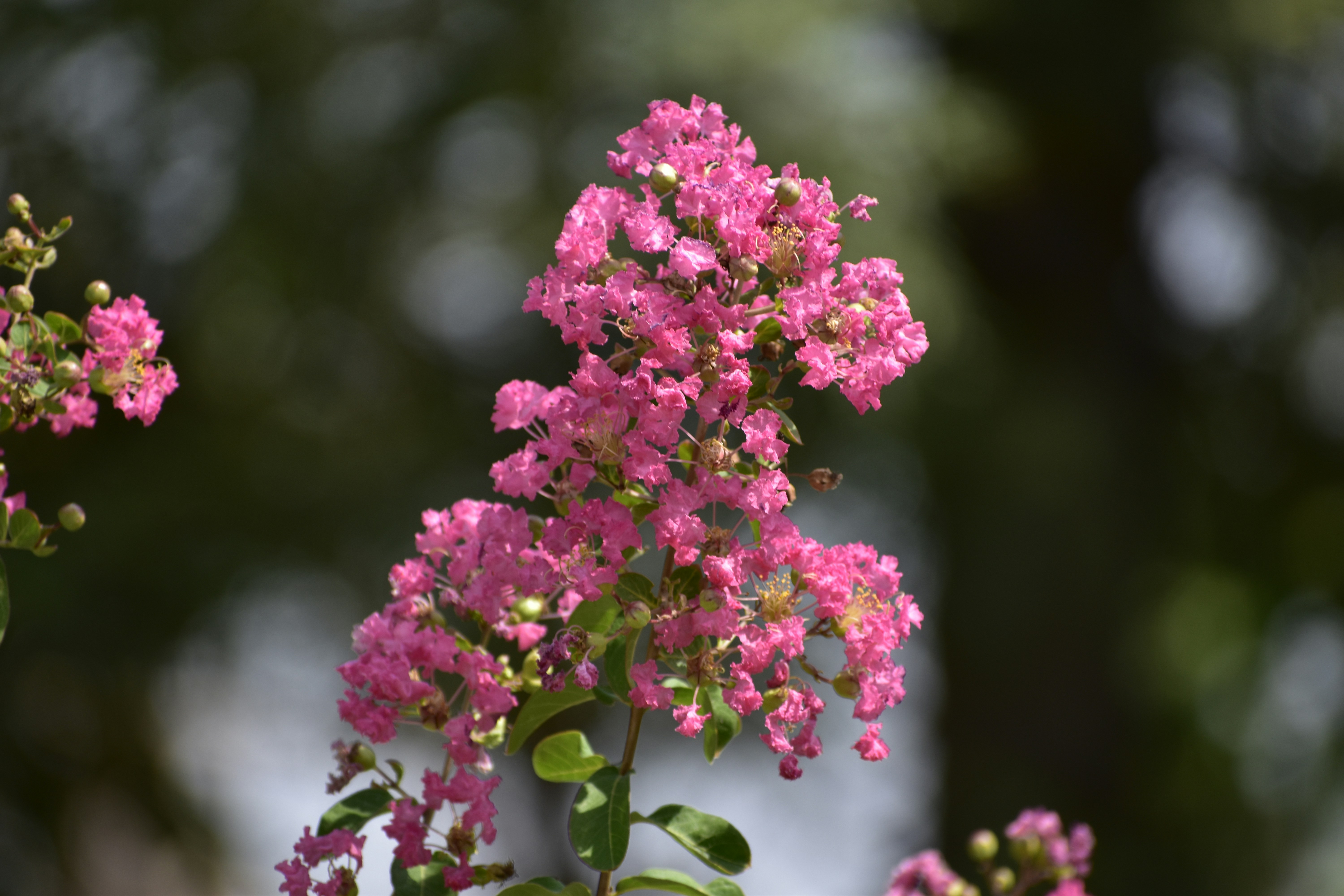 Photo by abhishek008