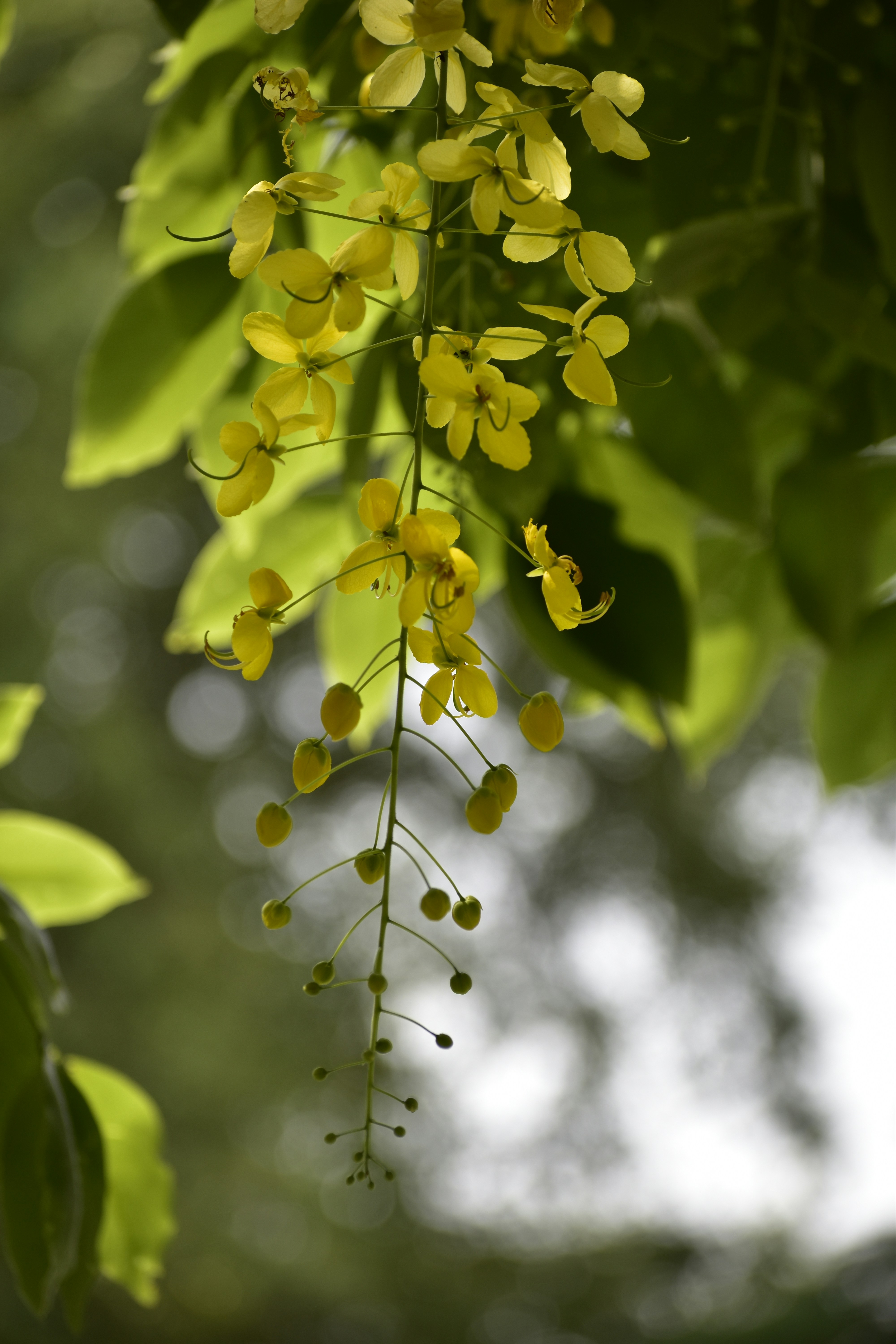 Photo by abhishek008