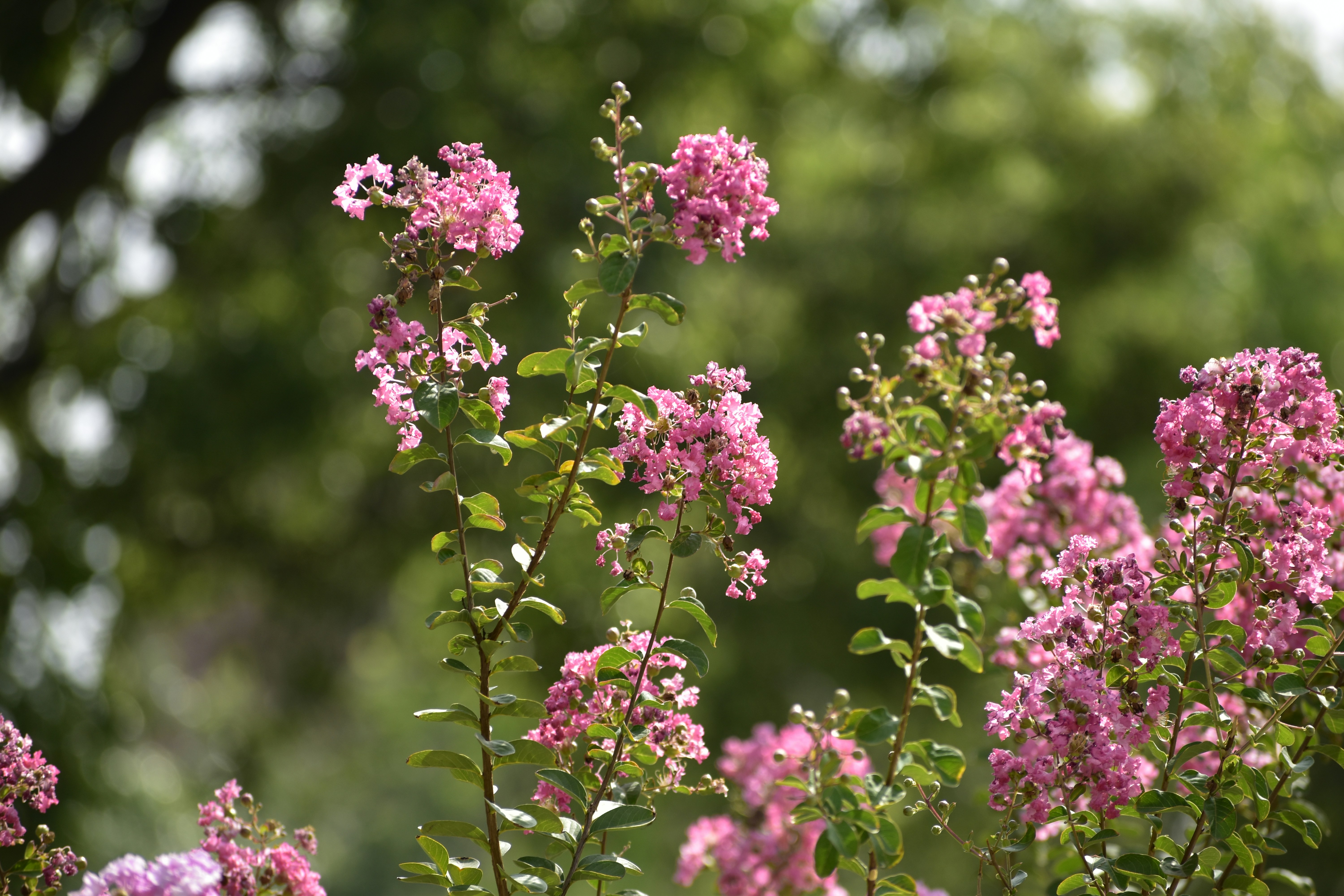 Photo by abhishek008