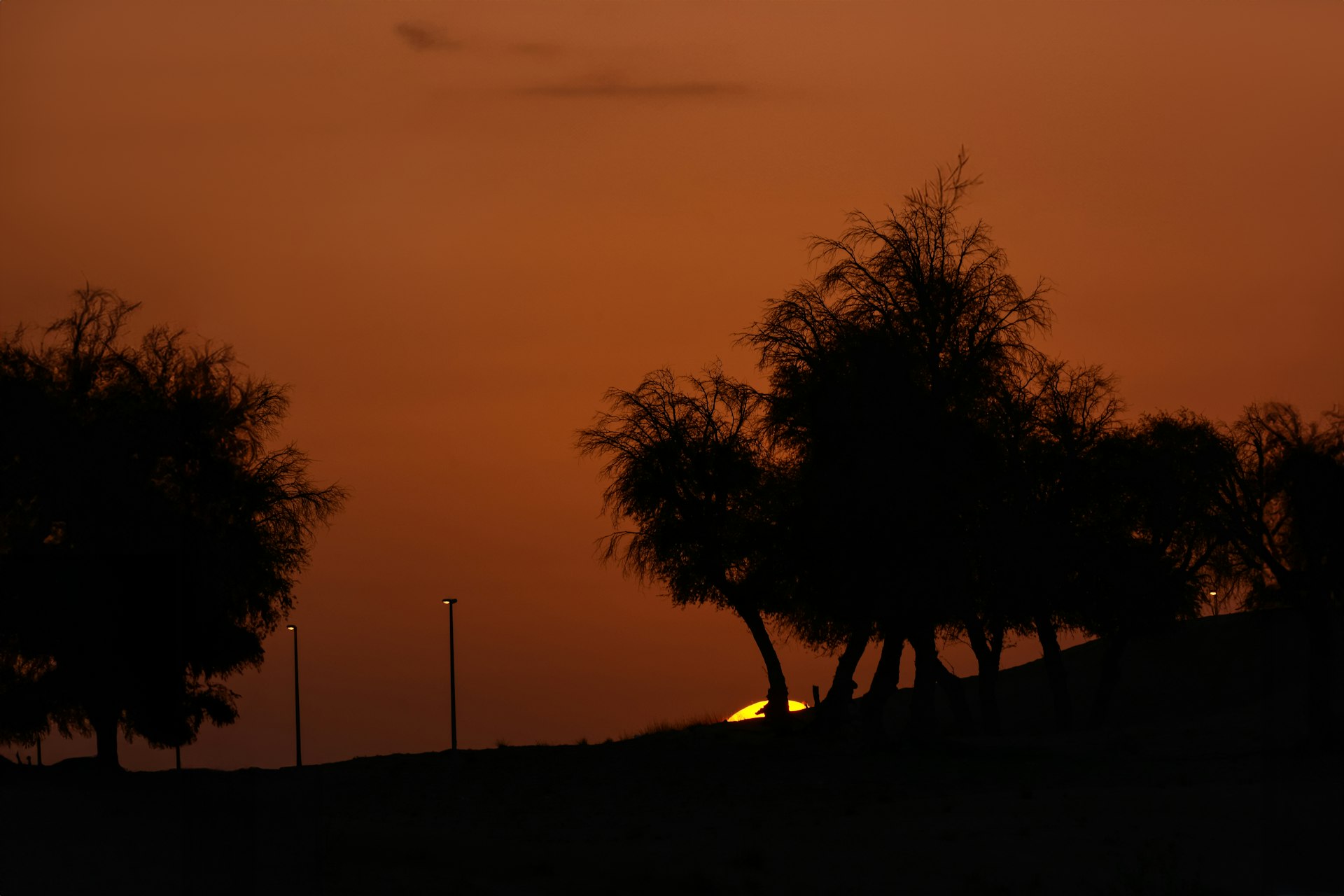 A couple of trees sitting on top of a hill