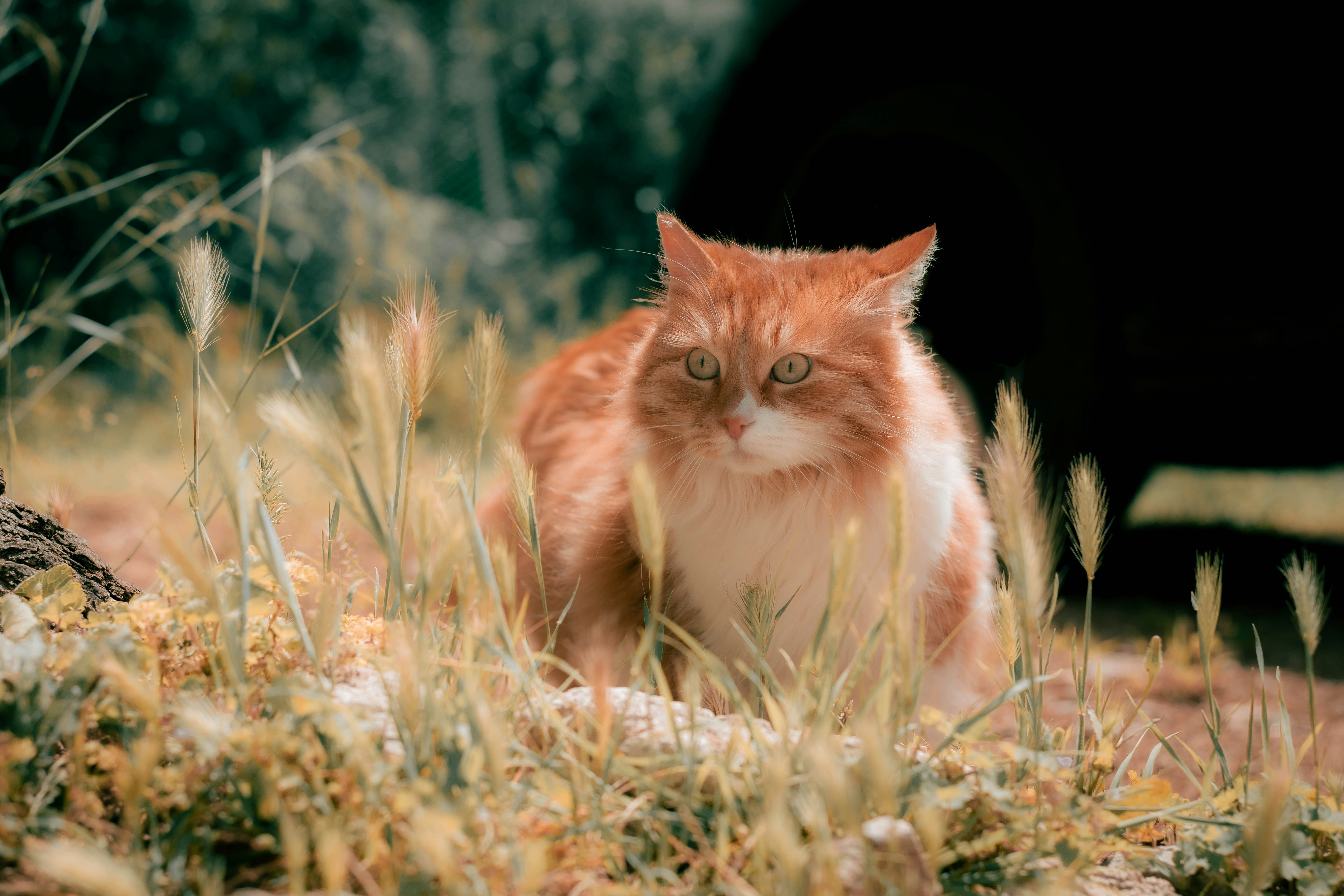 An orange and white cat sitting in the grass