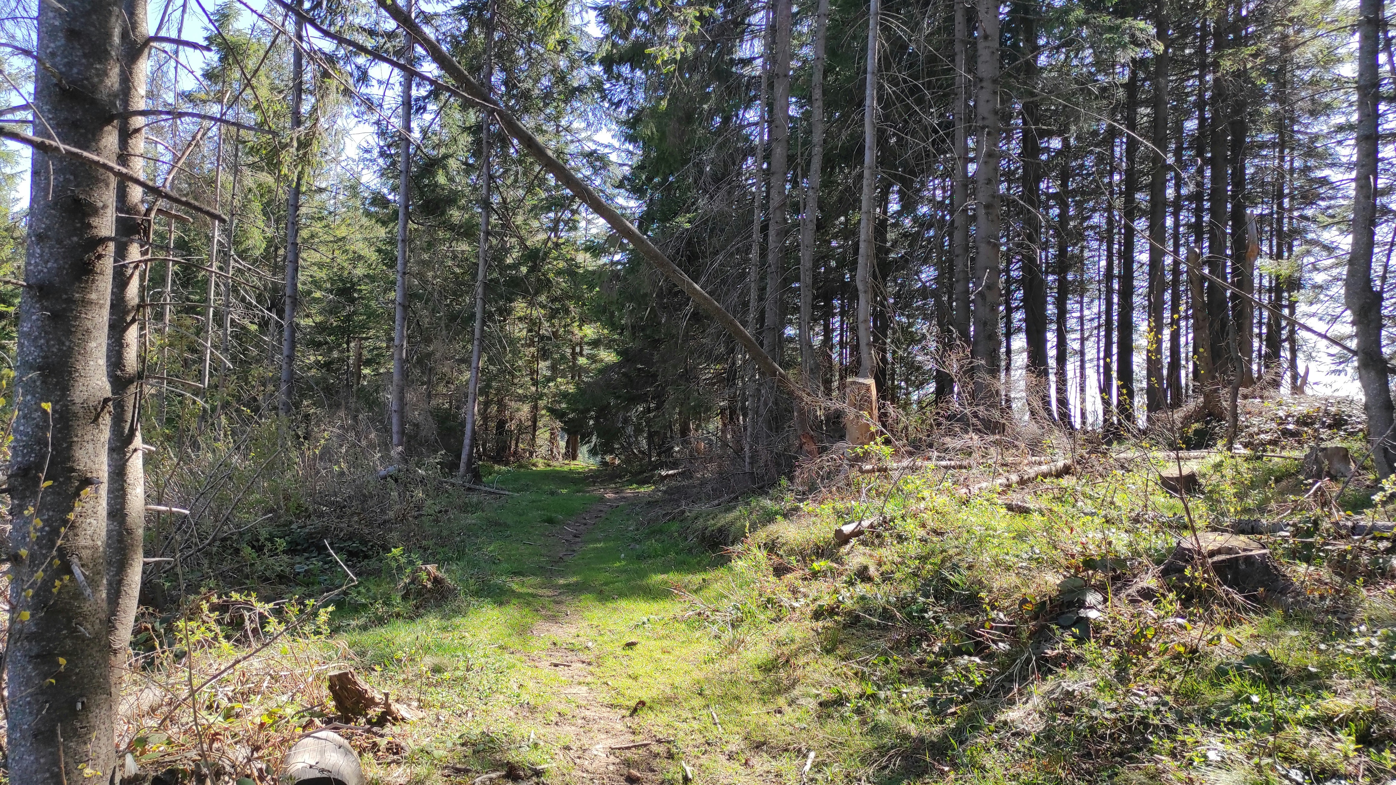 Photo by valentyna_kobrina