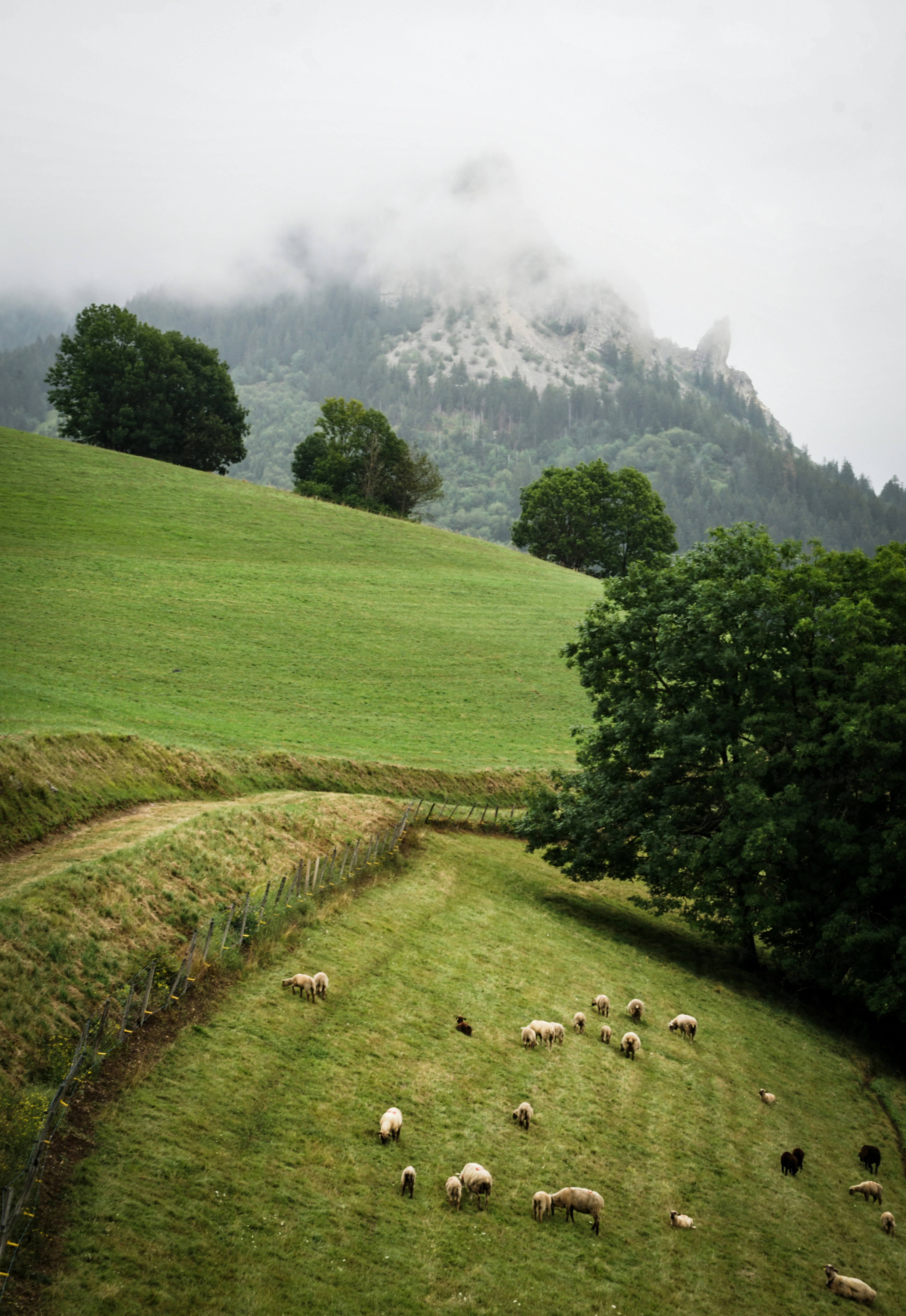 A herd of sheep grazing on a lush green hillside