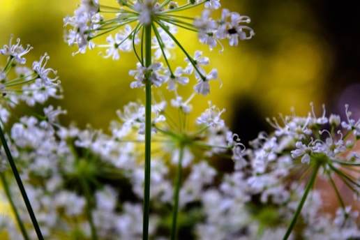 A close up of a bunch of white flowers