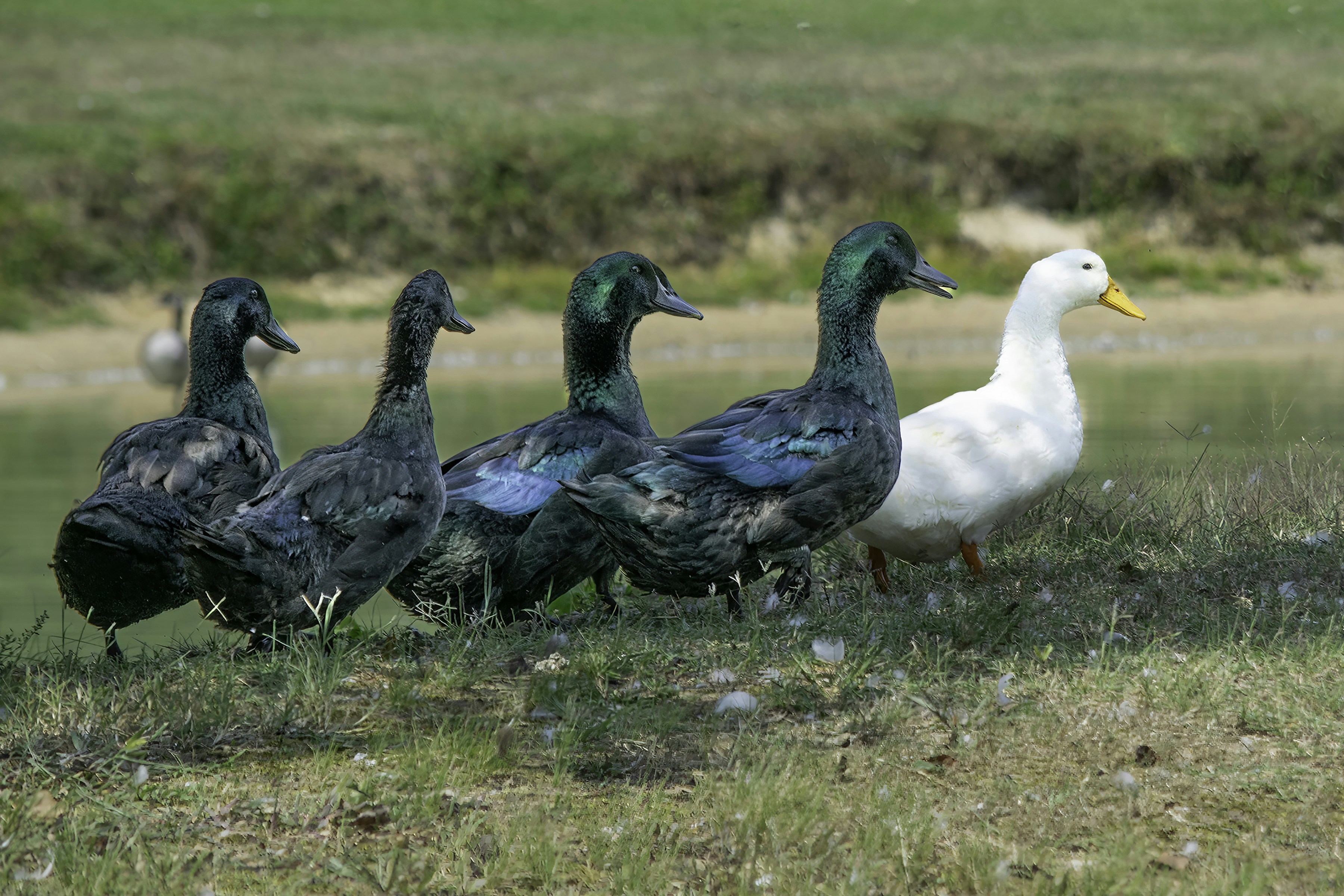 Una bandada de patos de pie en la cima de un campo cubierto de hierba