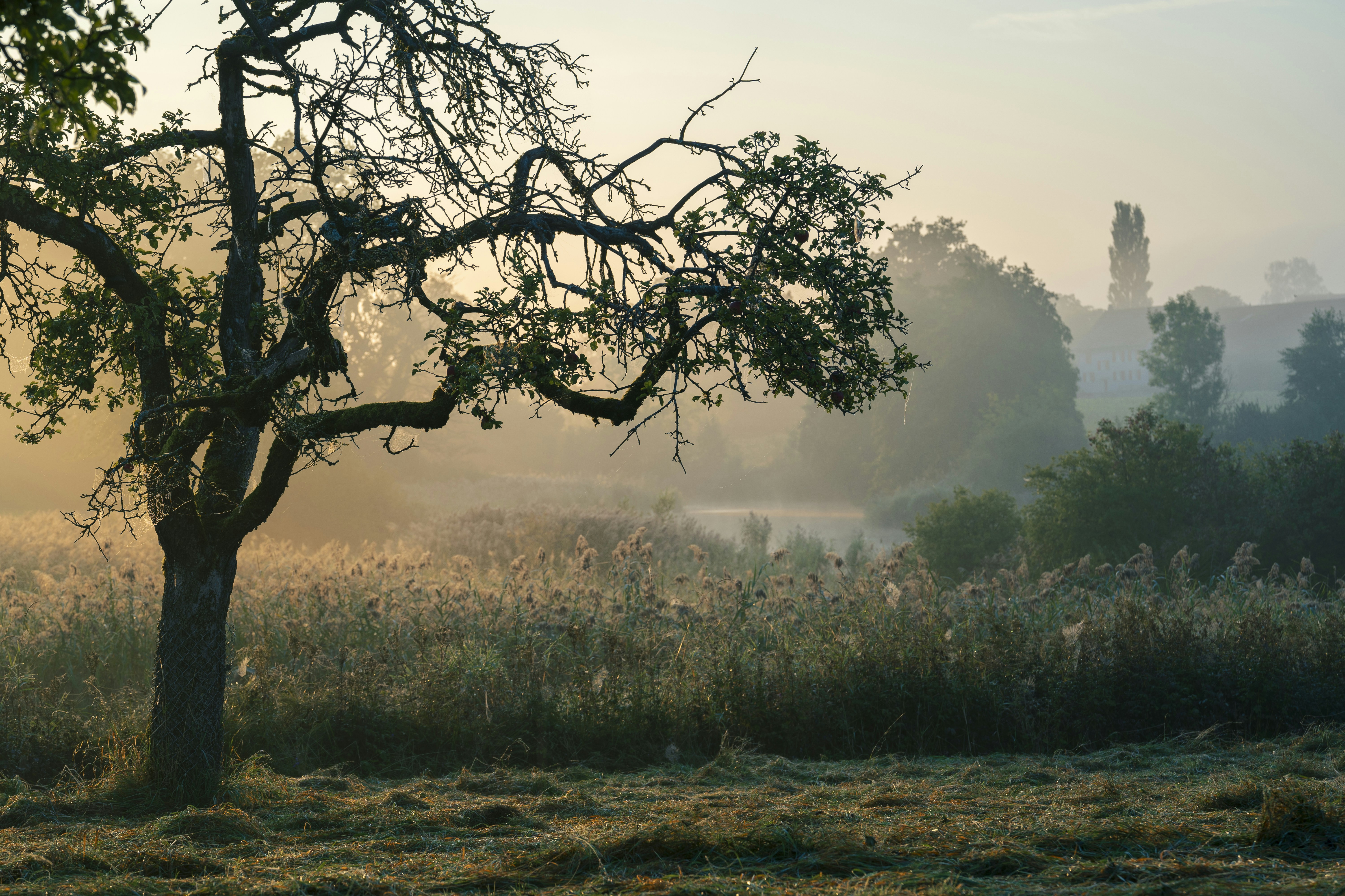 A lone tree in a field with a foggy sky in the background