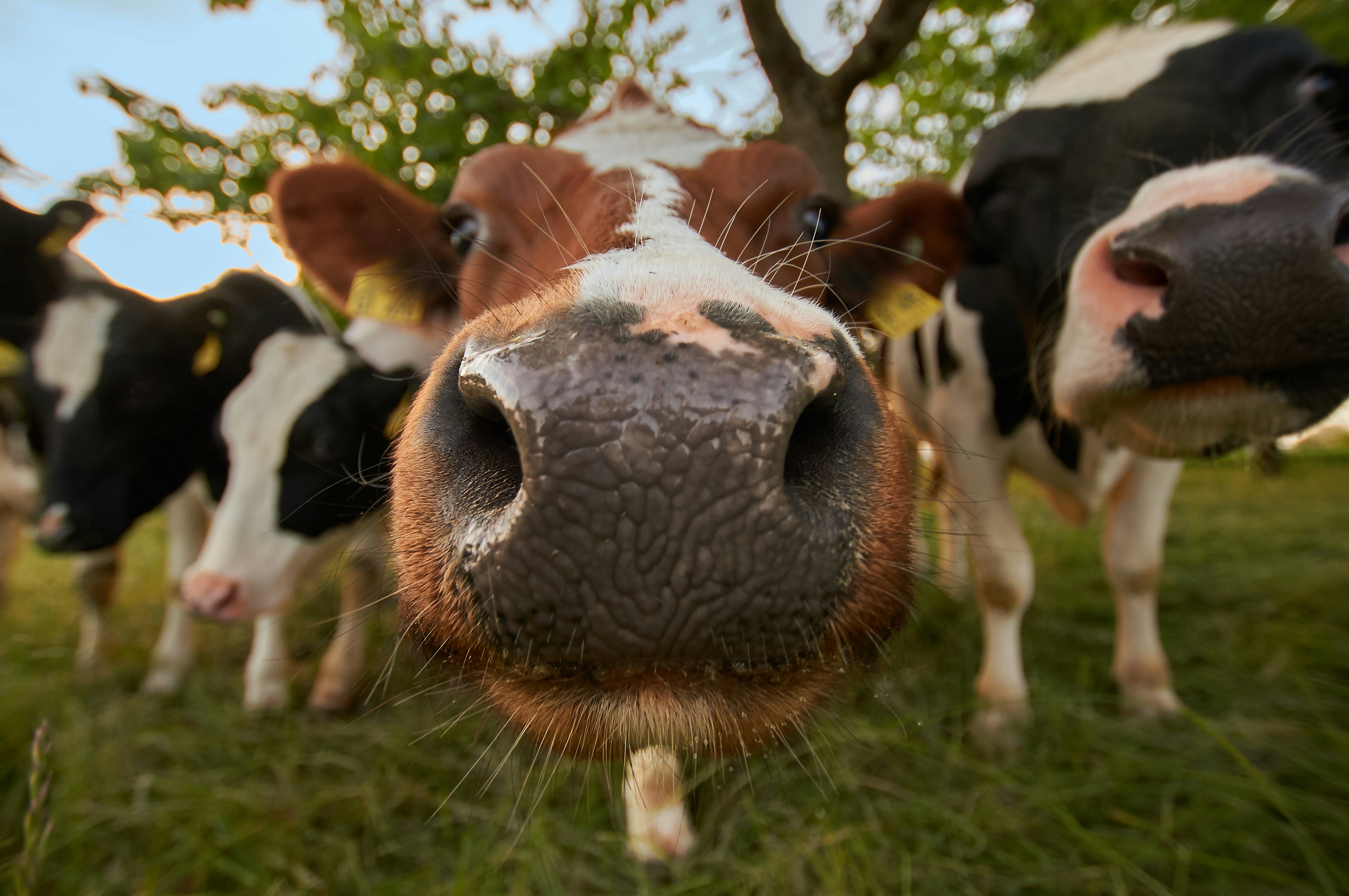 Photo by wolfgang_hasselmann