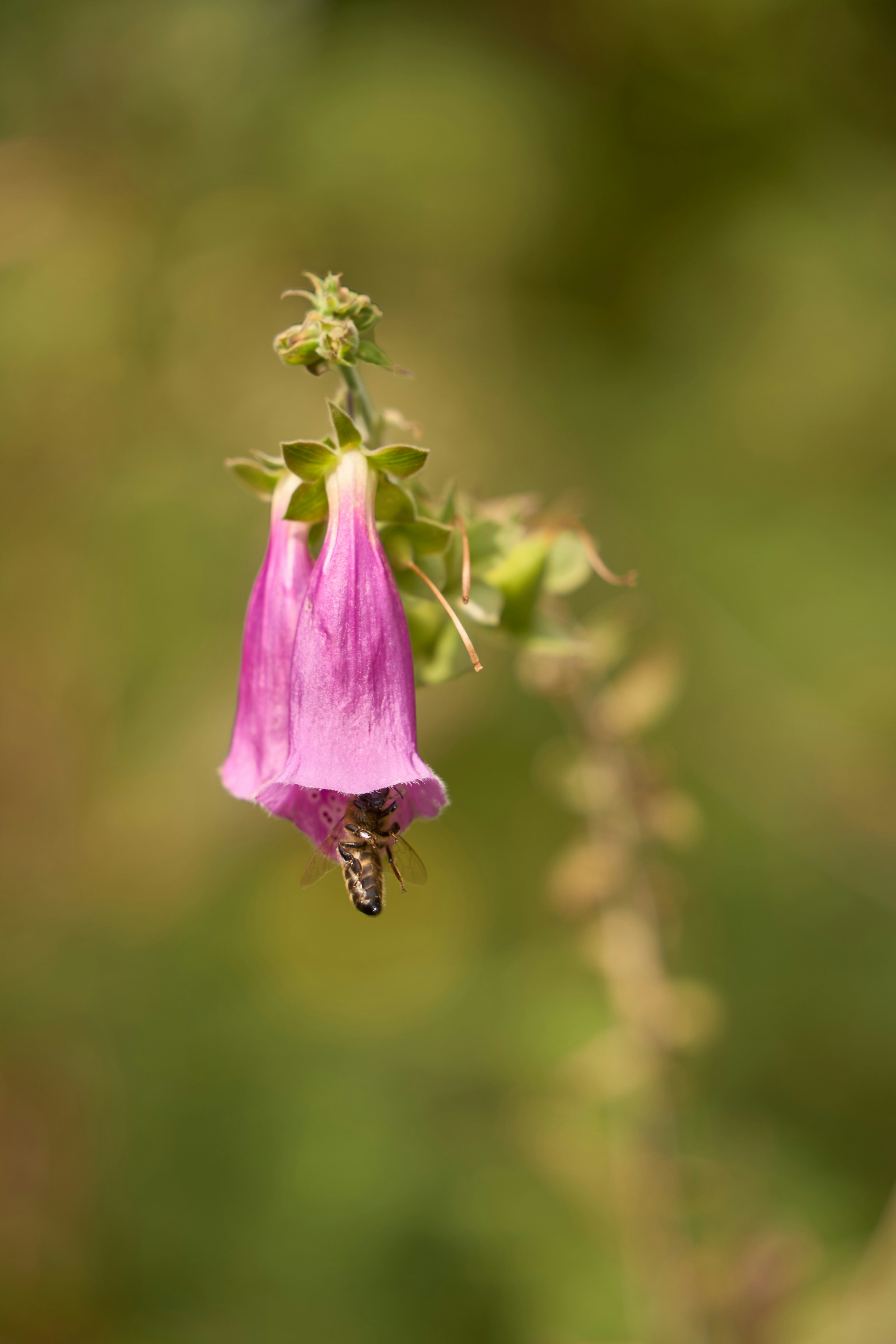 Photo by wolfgang_hasselmann