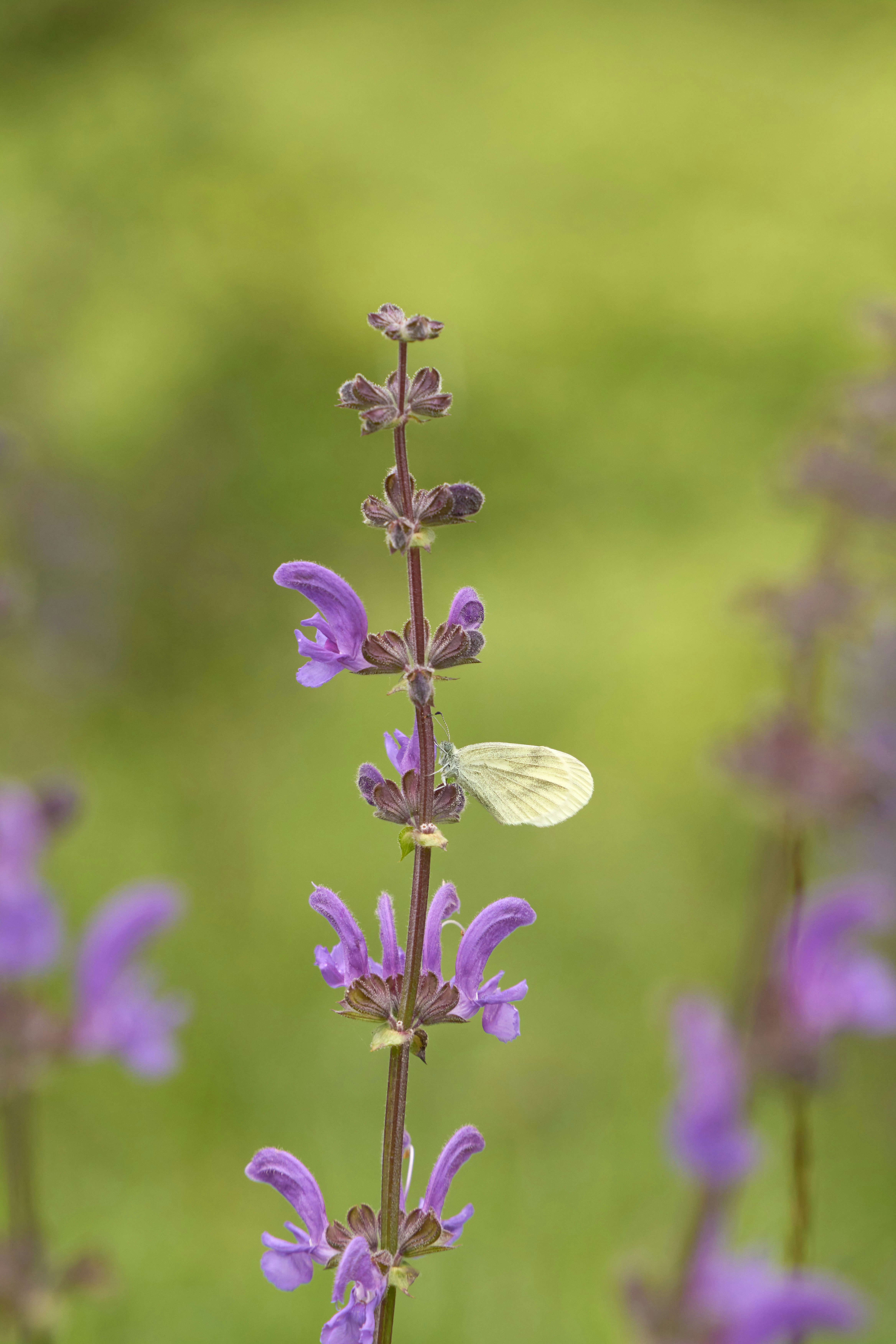 Photo by wolfgang_hasselmann