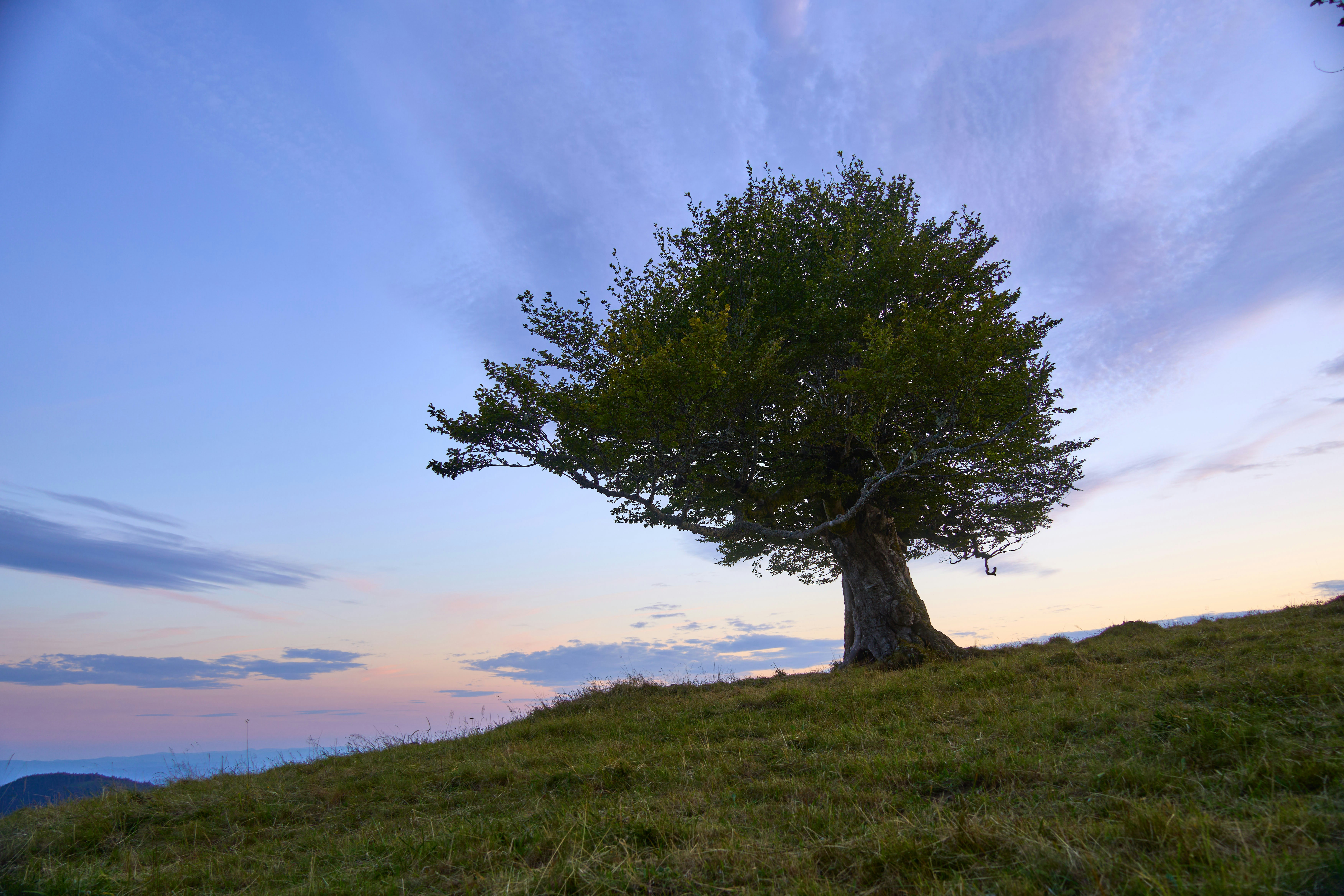 Photo by wolfgang_hasselmann