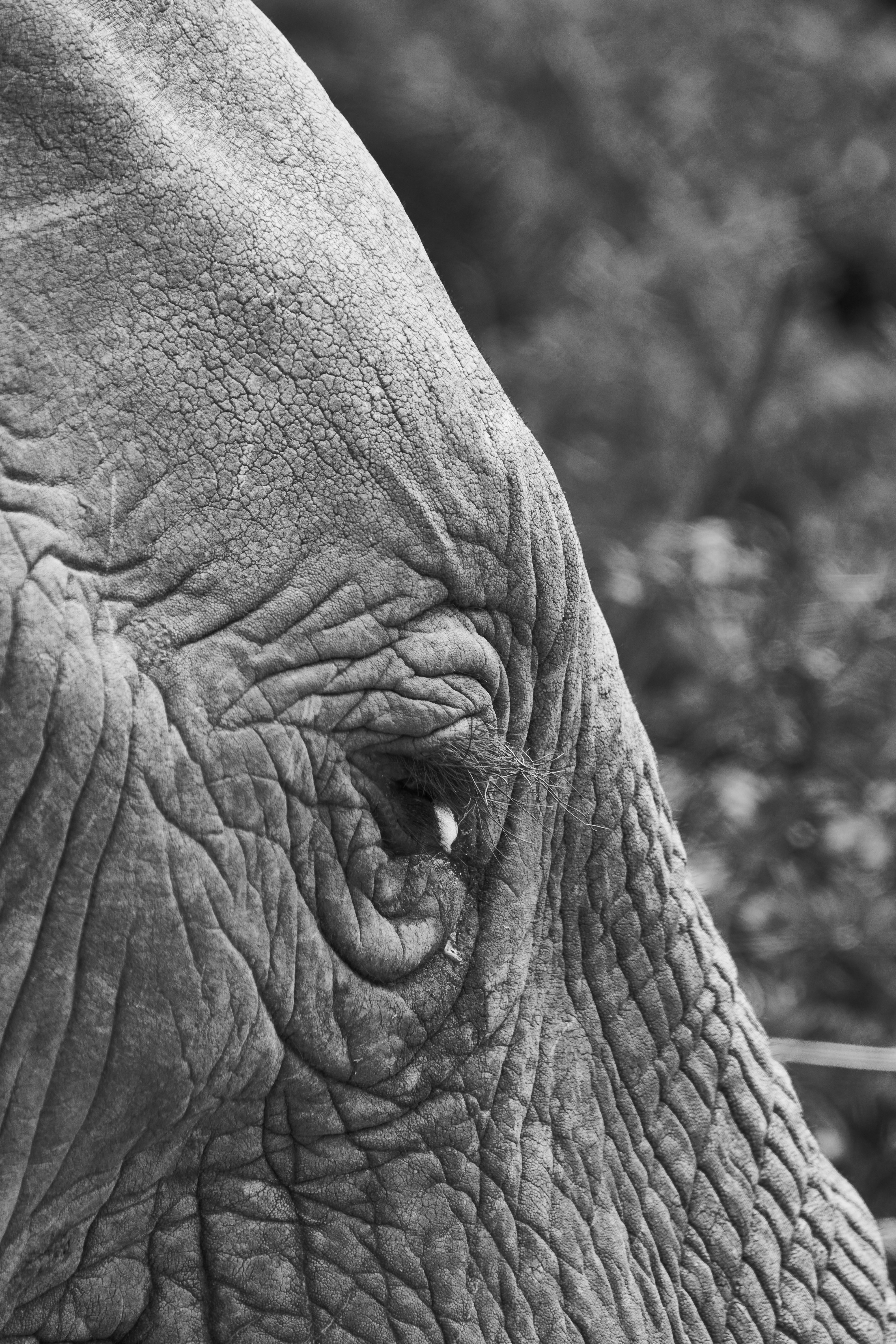 Photo by wolfgang_hasselmann