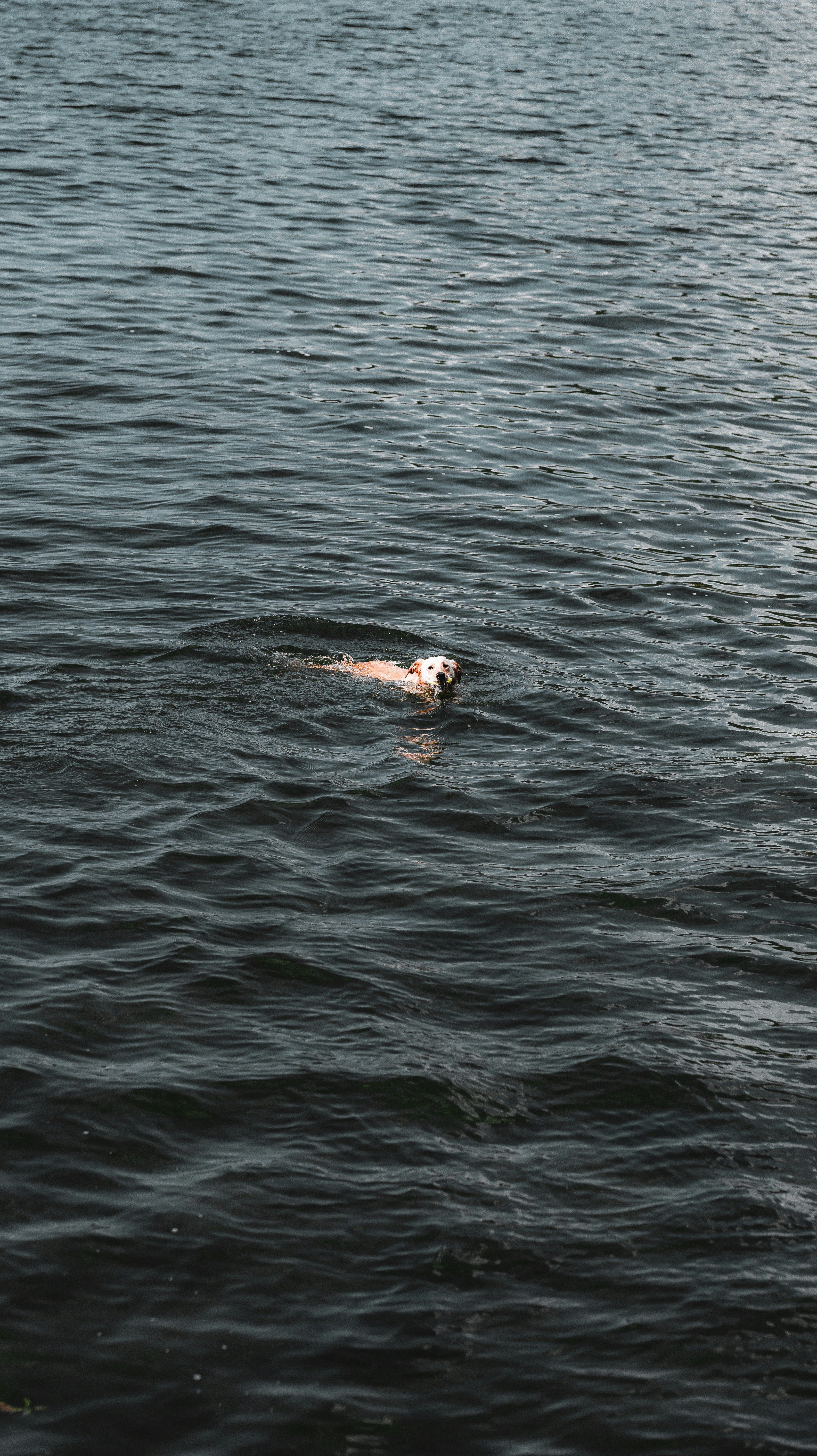 Photo by miguel_ind0