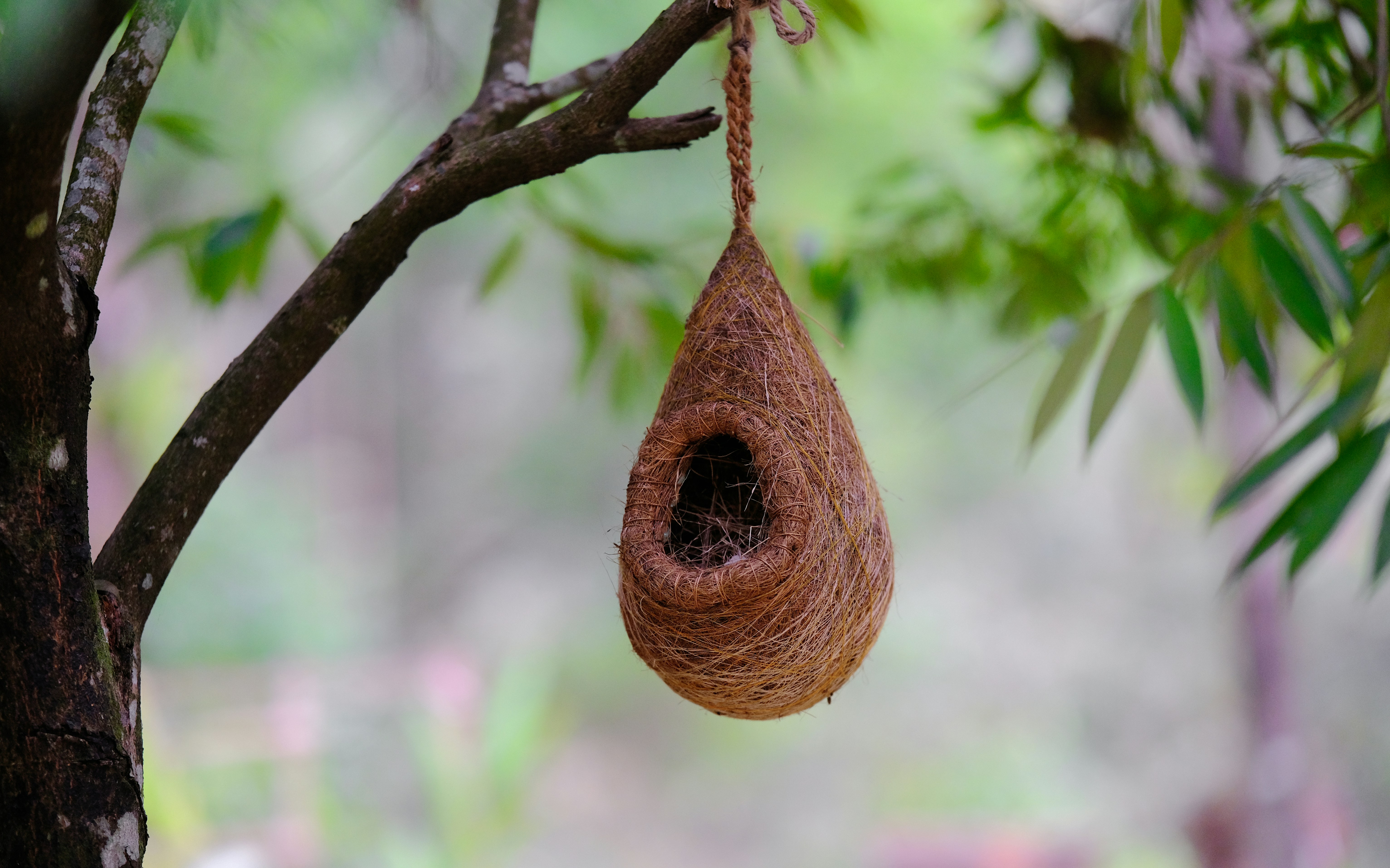 Photo by surjasendas