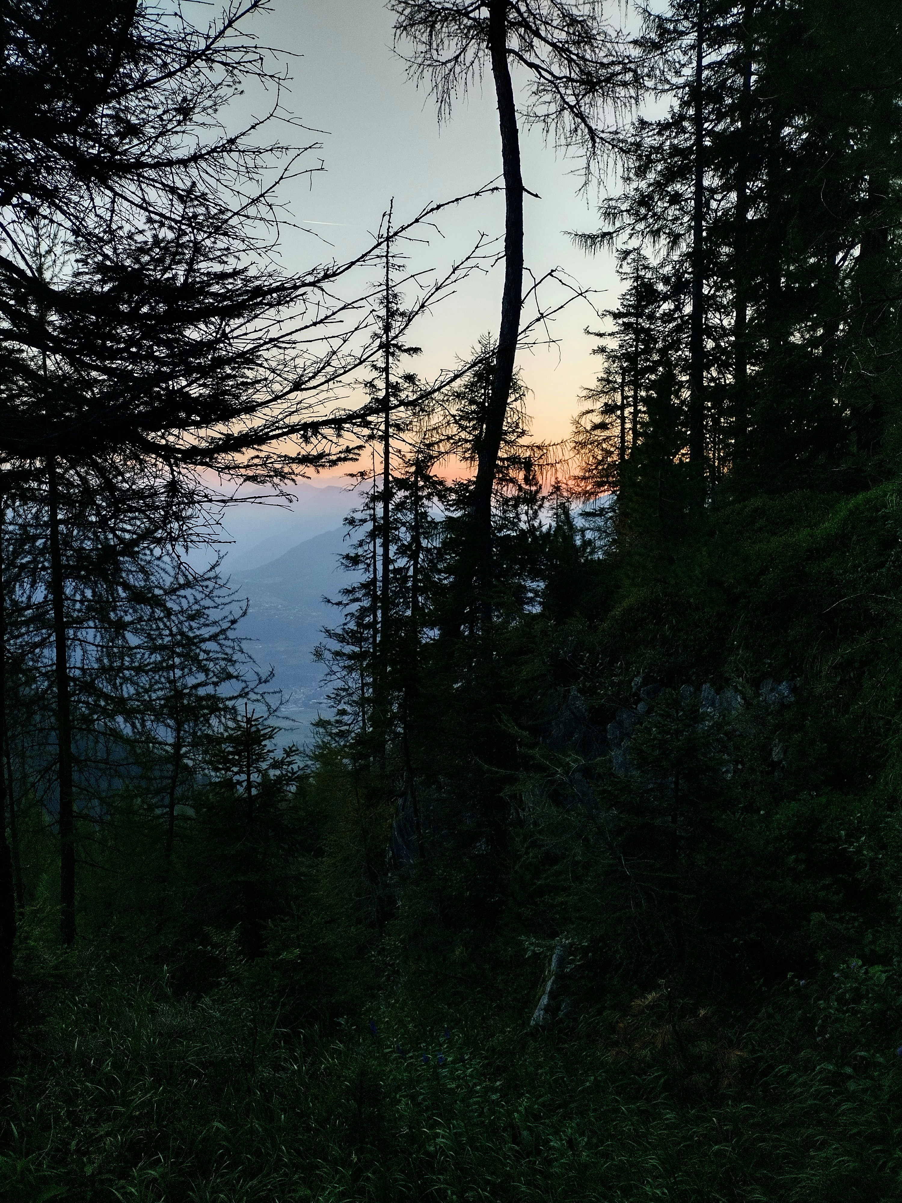 In der Ferne geht die Sonne hinter den Bäumen unter