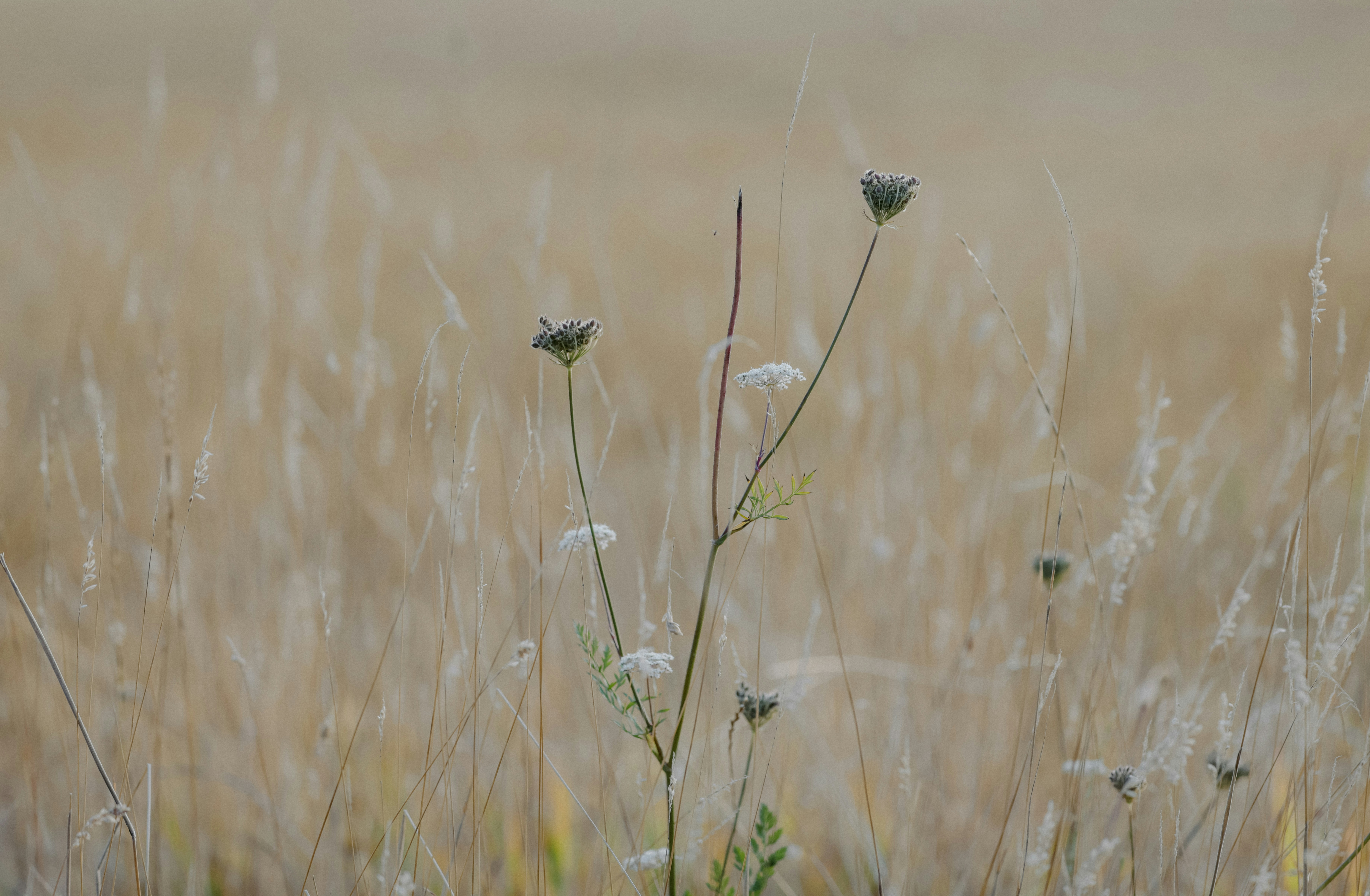 Photo by anniespratt