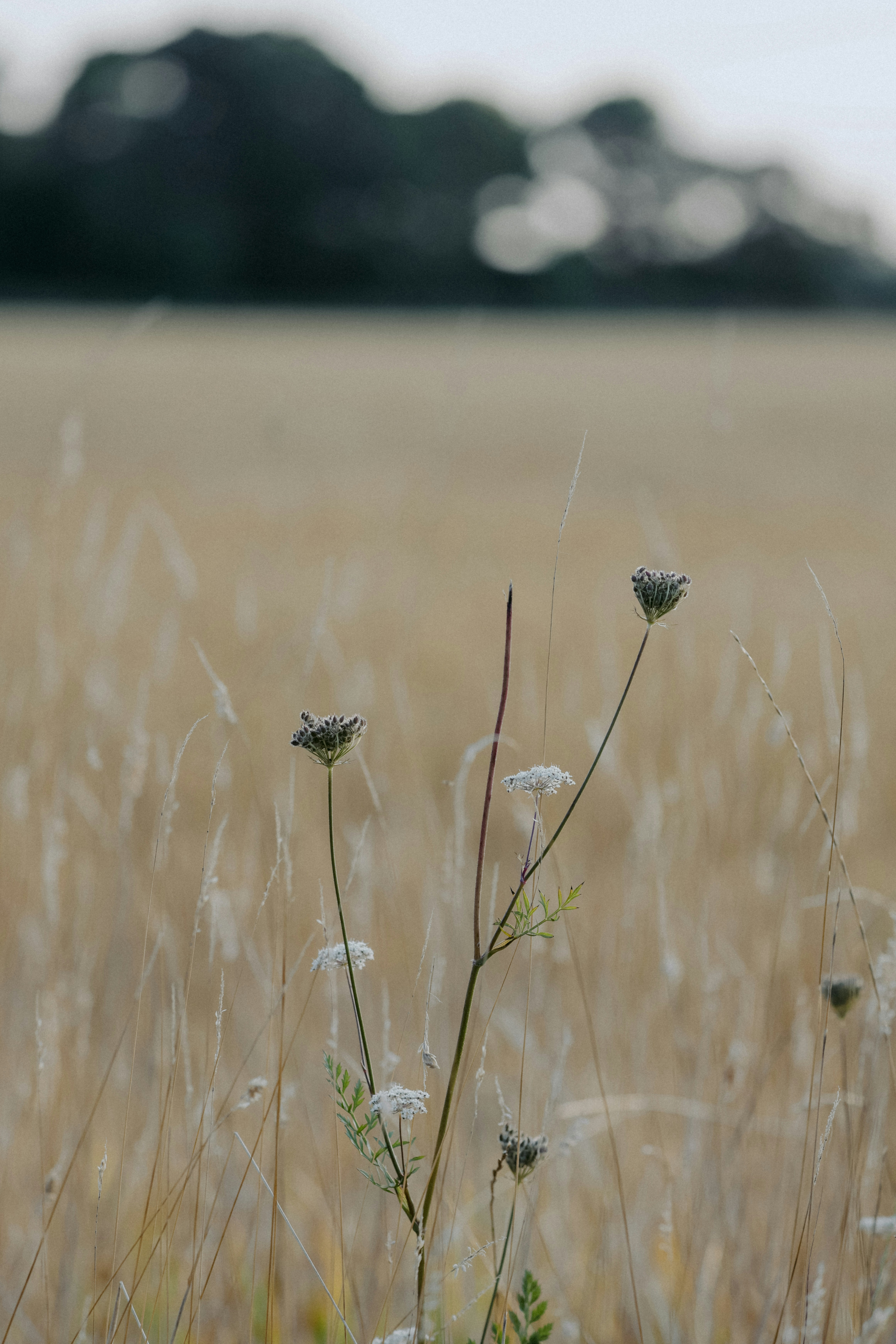 A field of tall grass with small white flowers