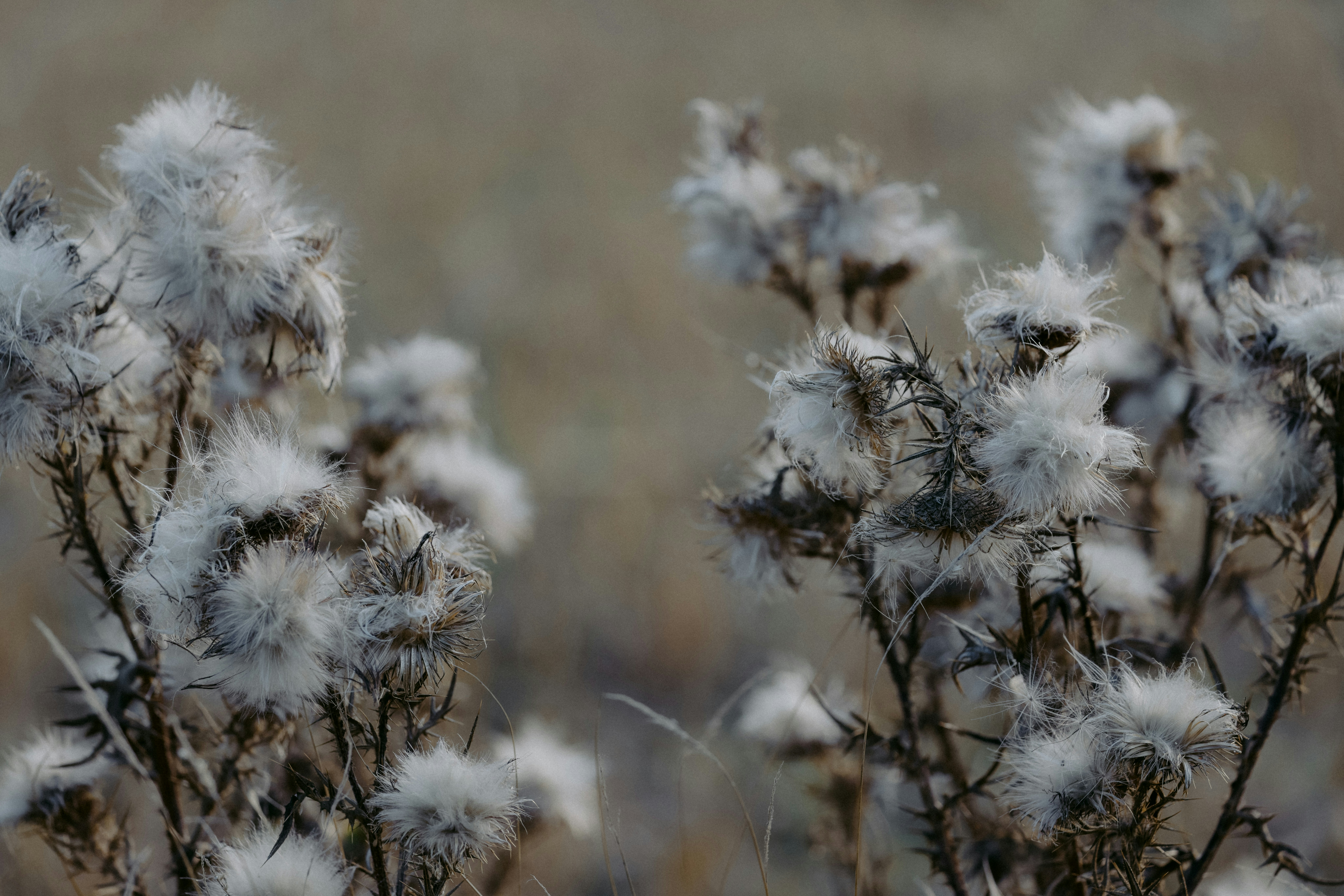 Photo by anniespratt