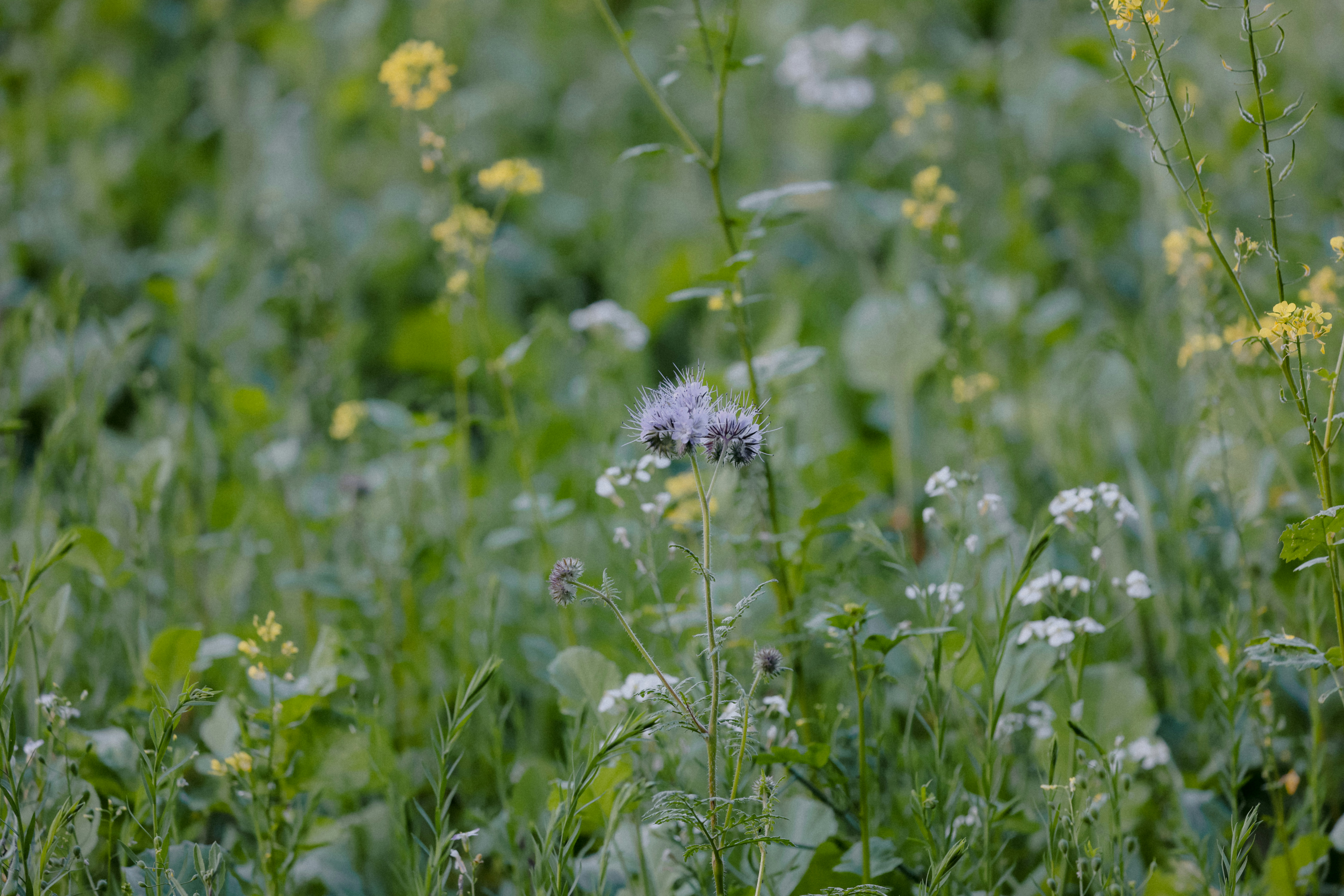Photo by anniespratt