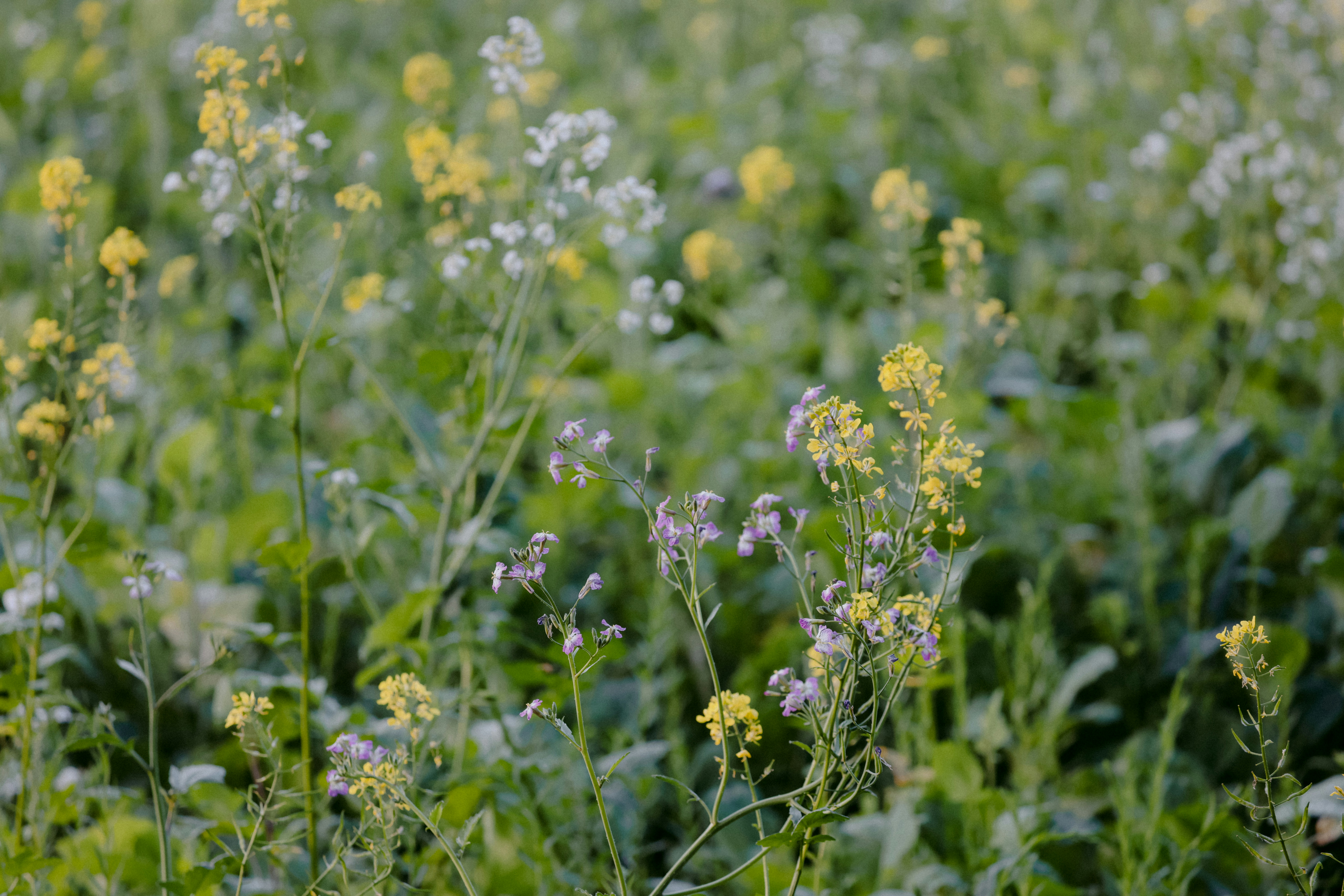 Photo by anniespratt