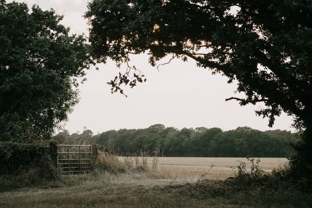 An open gate in a field with trees in the background,