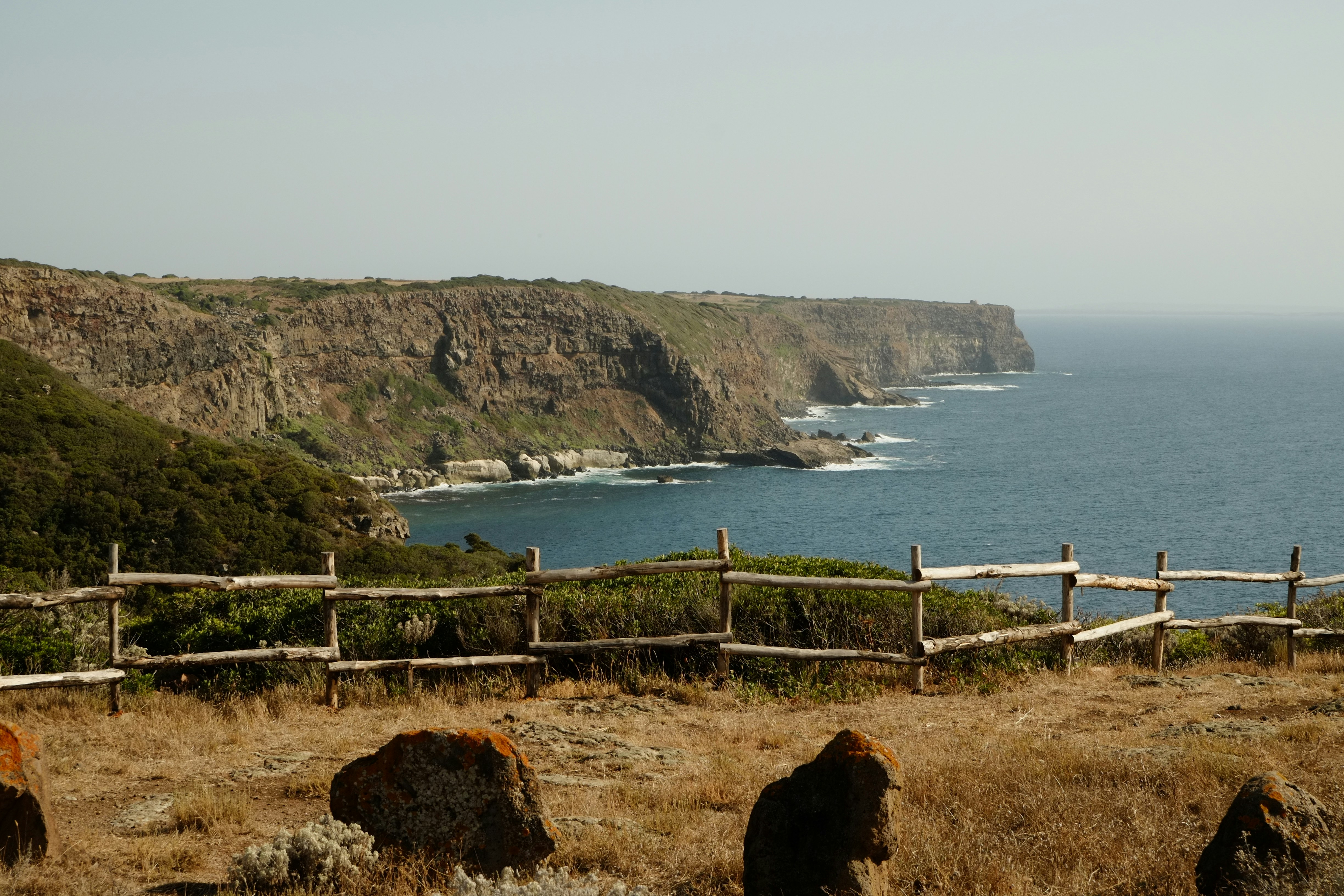 Una mandria di bovini in piedi in cima a una collina coperta d'erba
