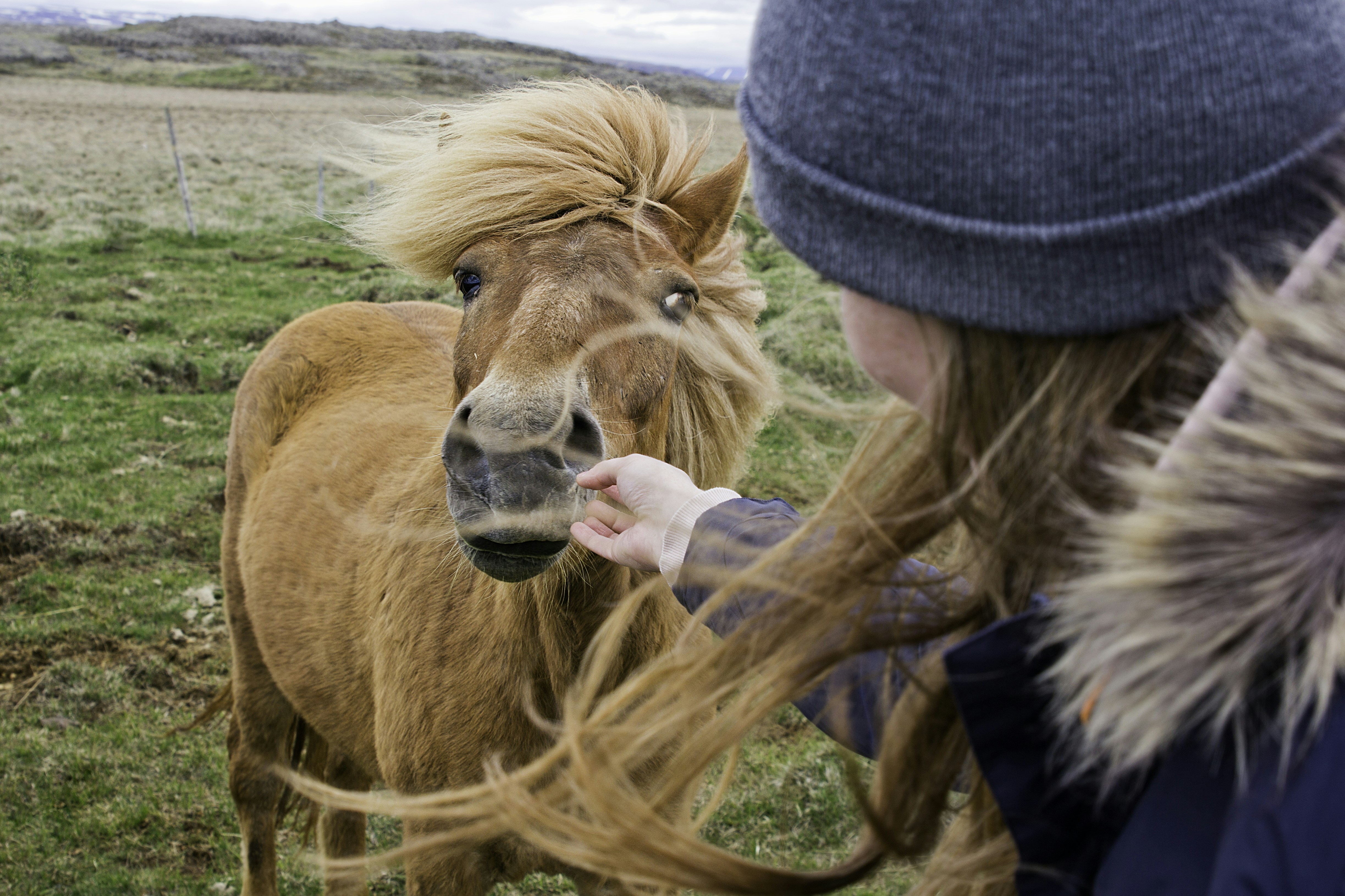 A woman is petting a horse in a field