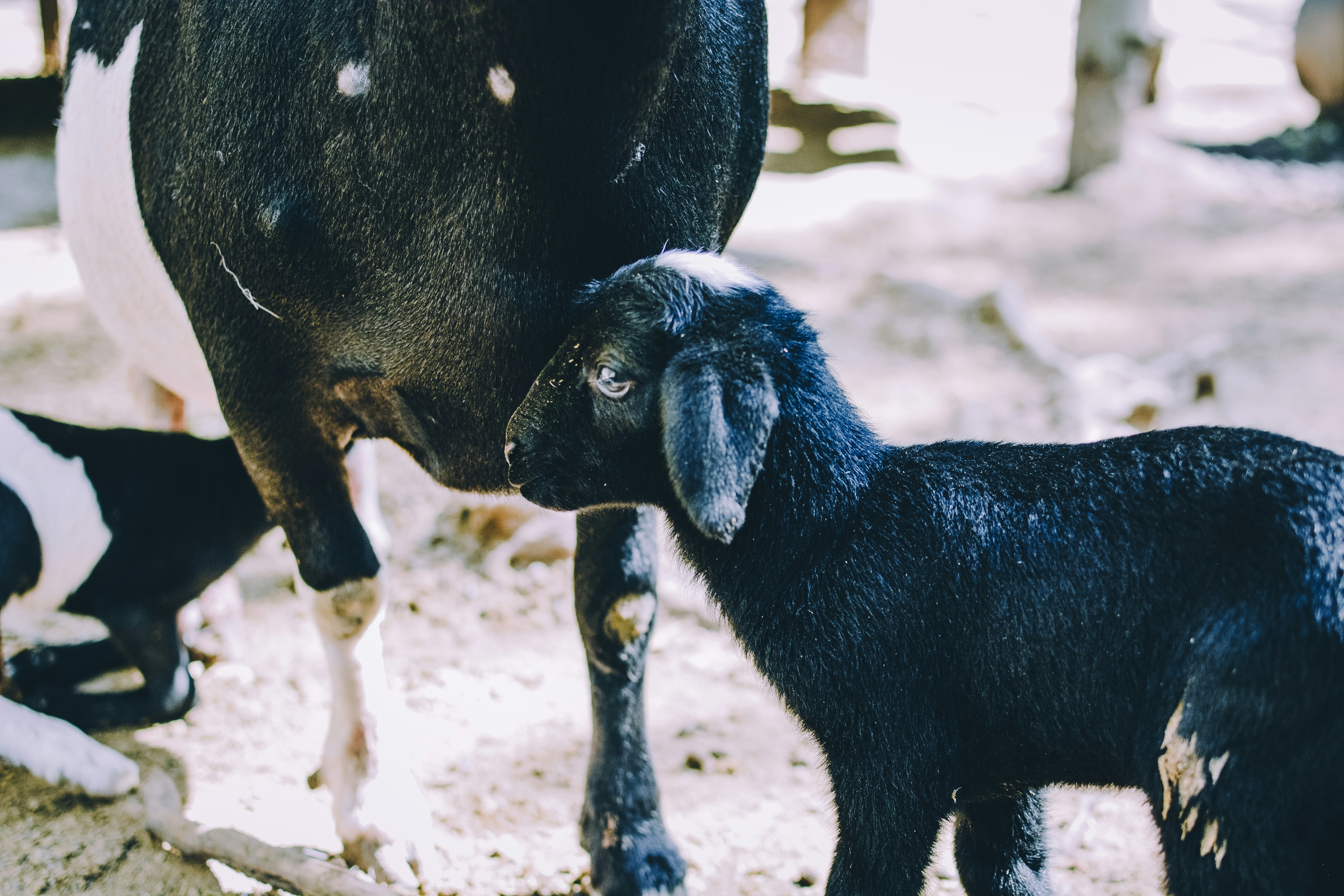 A baby goat standing next to a black and white dog