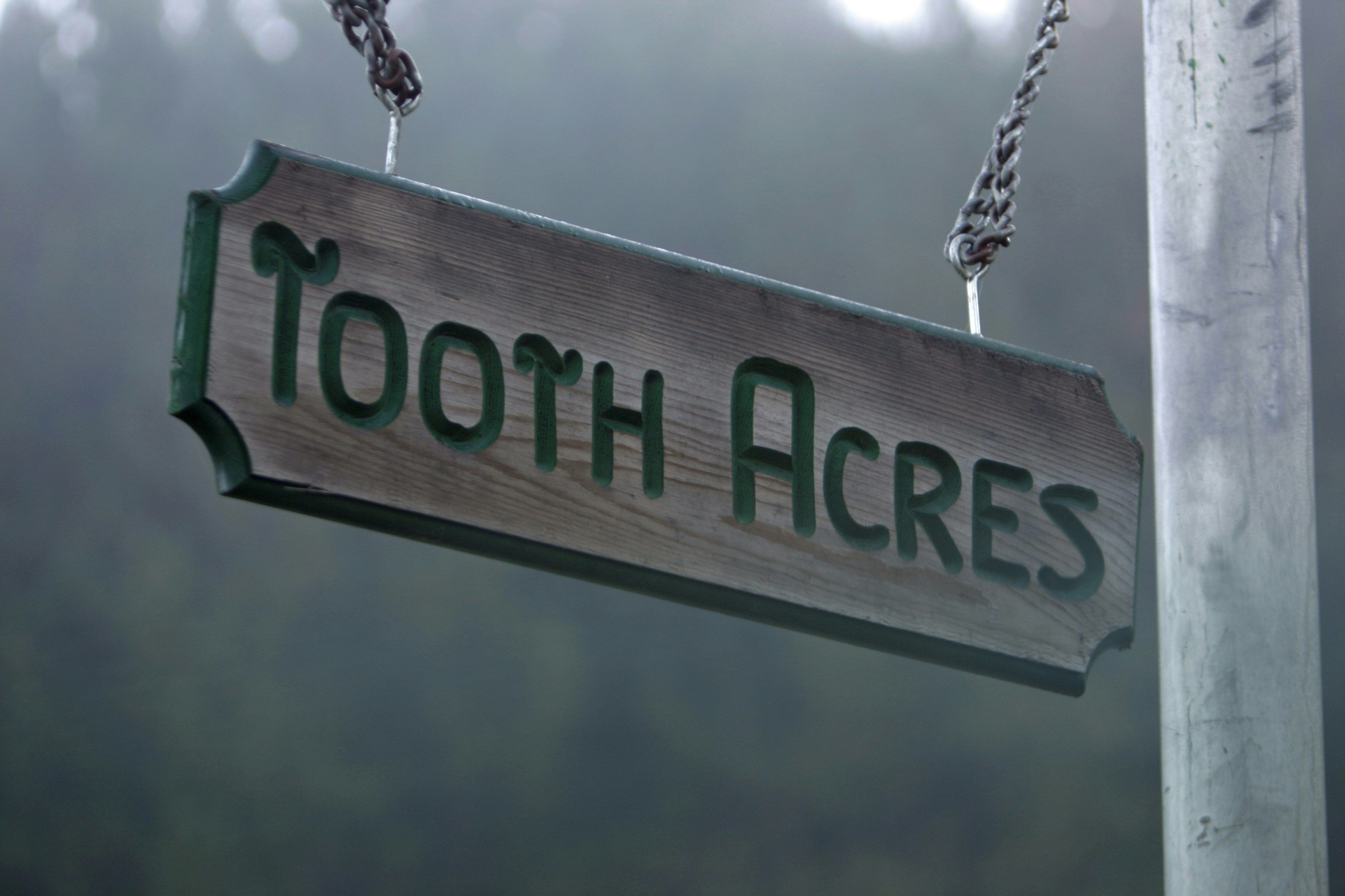 Tiny Tooth Rewrites Map of Early Mammal Range