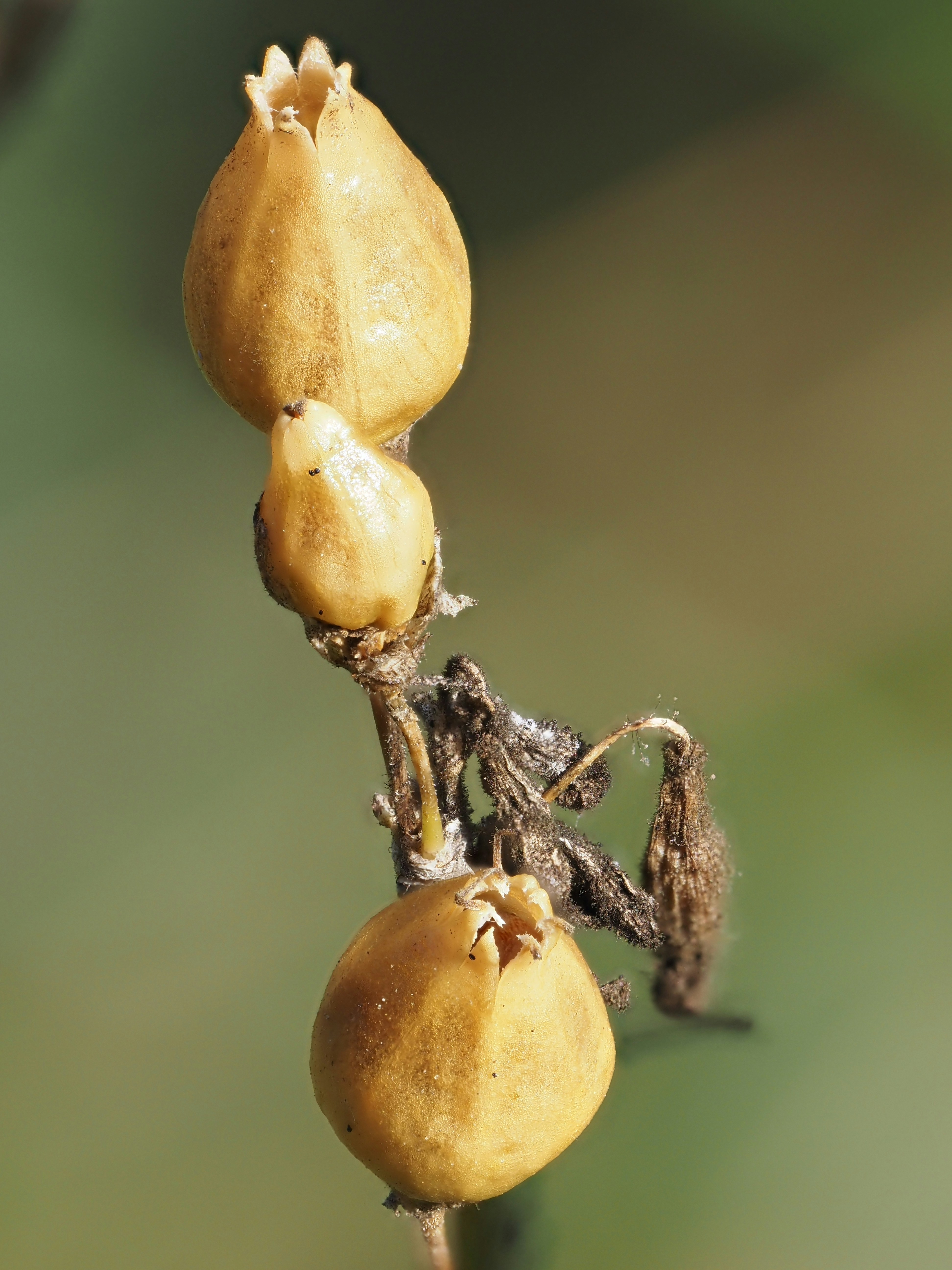 A close up of a plant with fruit on it