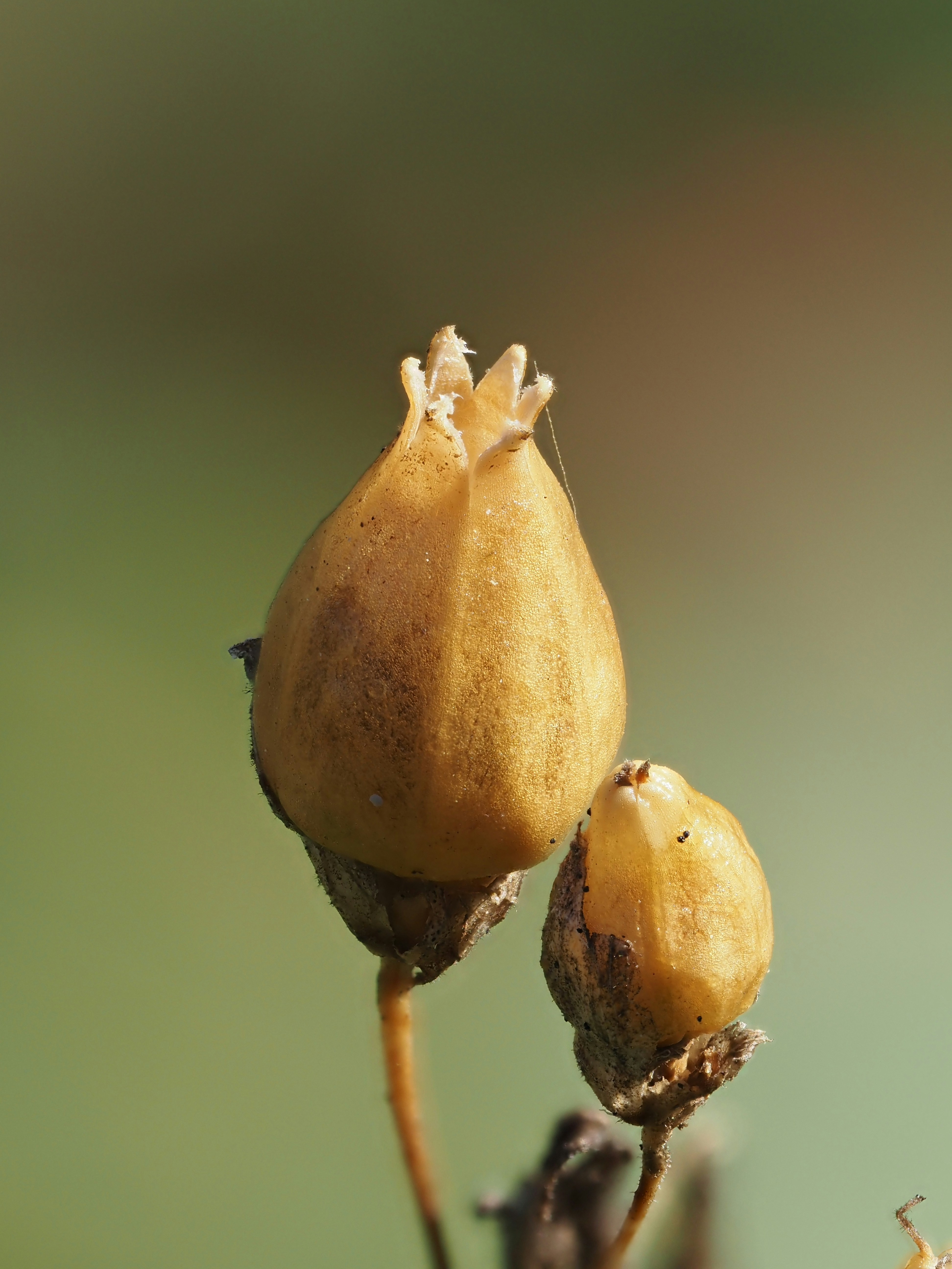 A close up of a flower bud with a blurry background