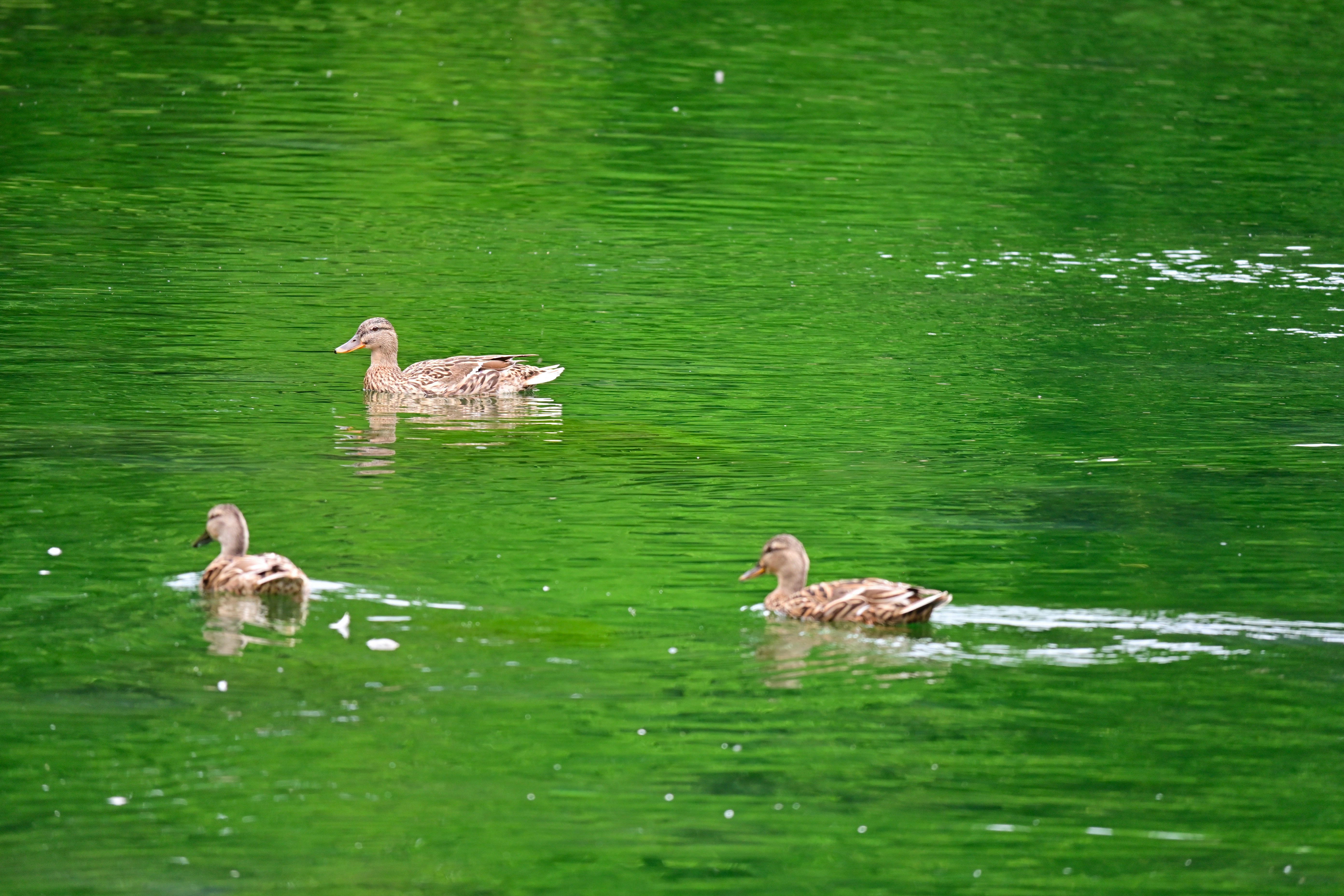 Photo by aminzabardast