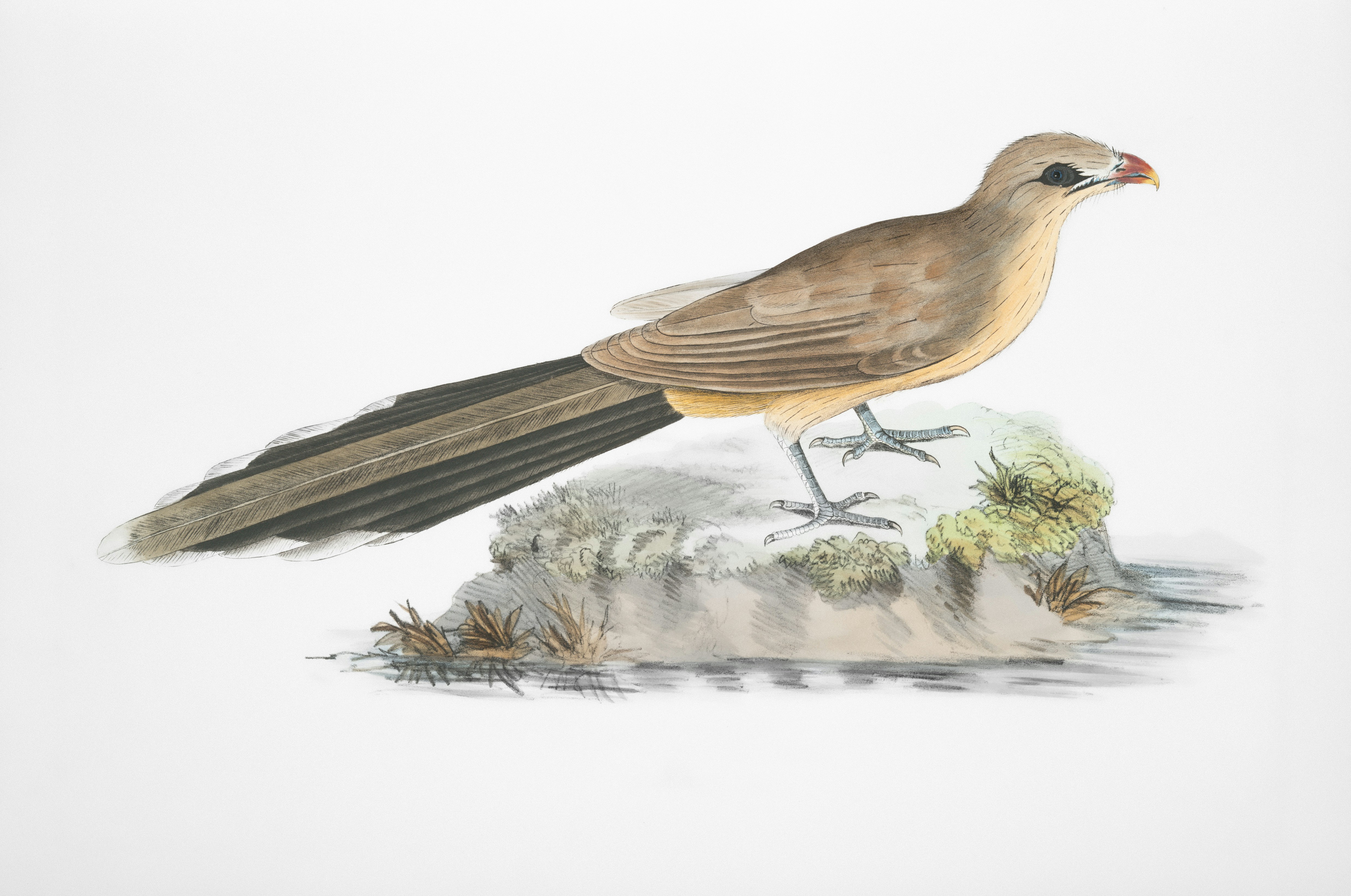 photo-1724881875089-fa5c04f32566?ixid=M3wxMjA3fDB8MXxzZWFyY2h8Mnx8Y3Vja29vJTIwdnMlMjBjb3dheXxlbnwwfHx8fDE3MzU2NjYwNzd8MA\u0026ixlib=rb-4.0.3