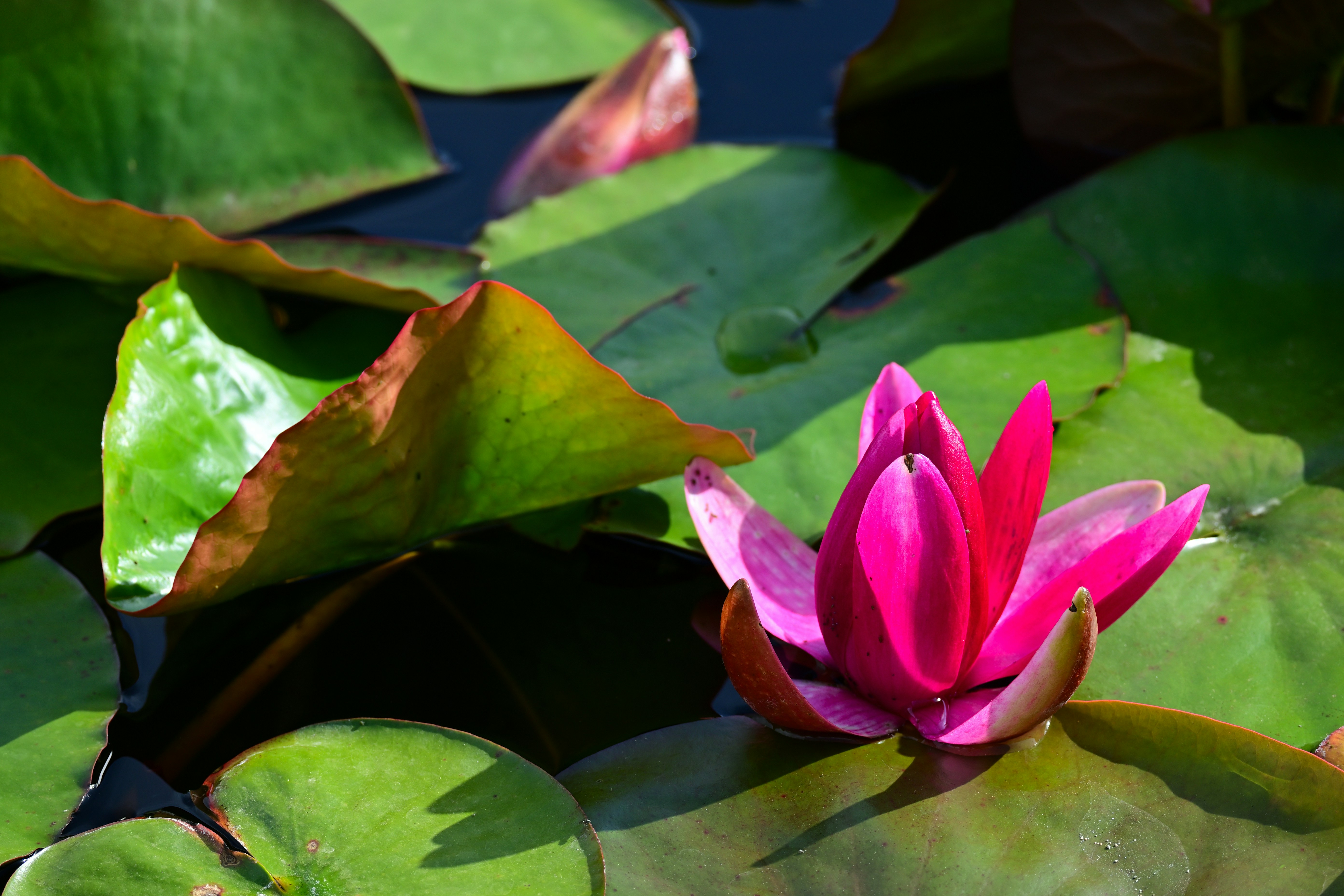 Photo by aminzabardast