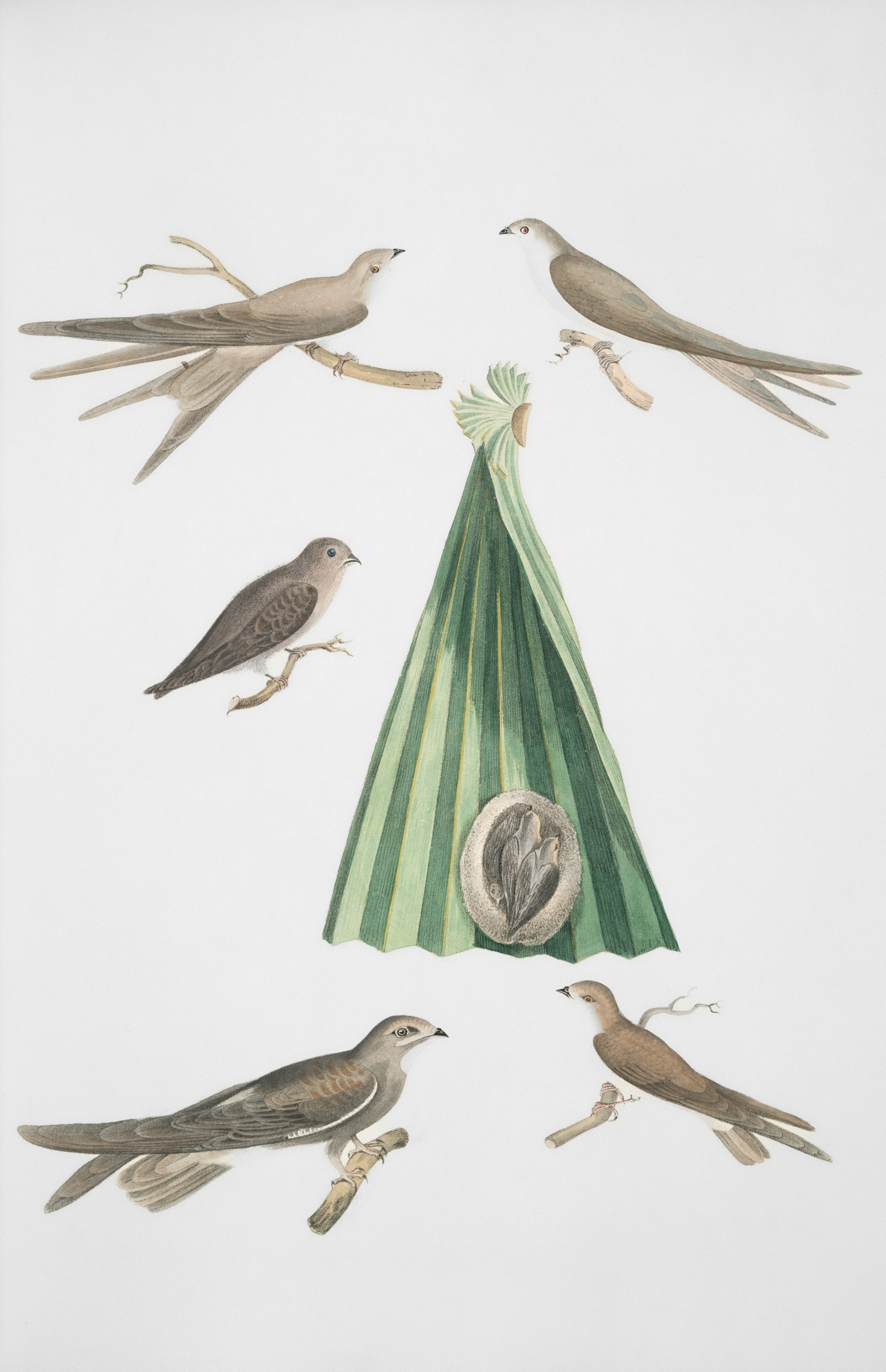 Five birds perched around a green, tent-like structure.