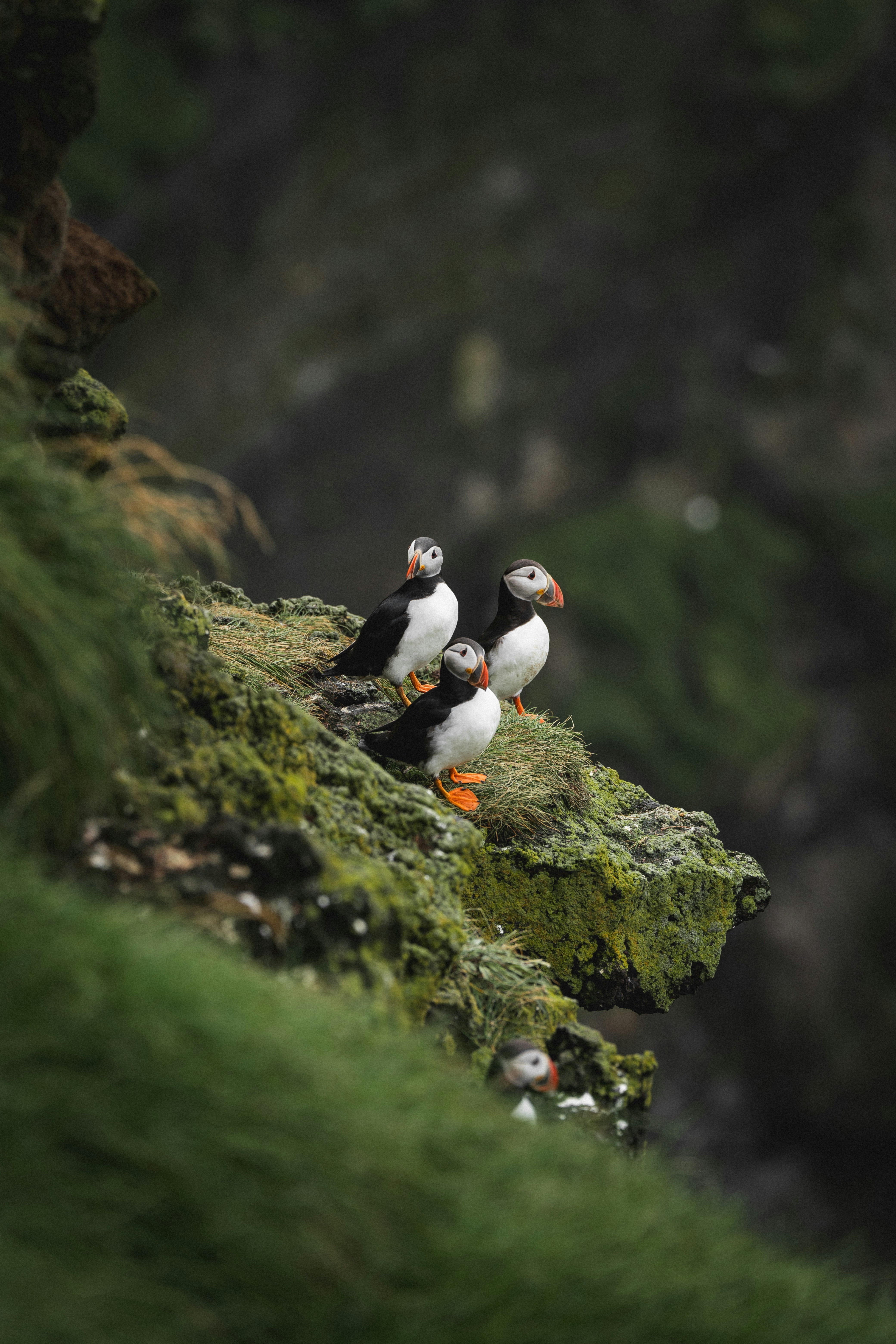 A small bird sitting on top of a moss covered rock photo – Free Animal  Image on Unsplash, image size:3000x4500