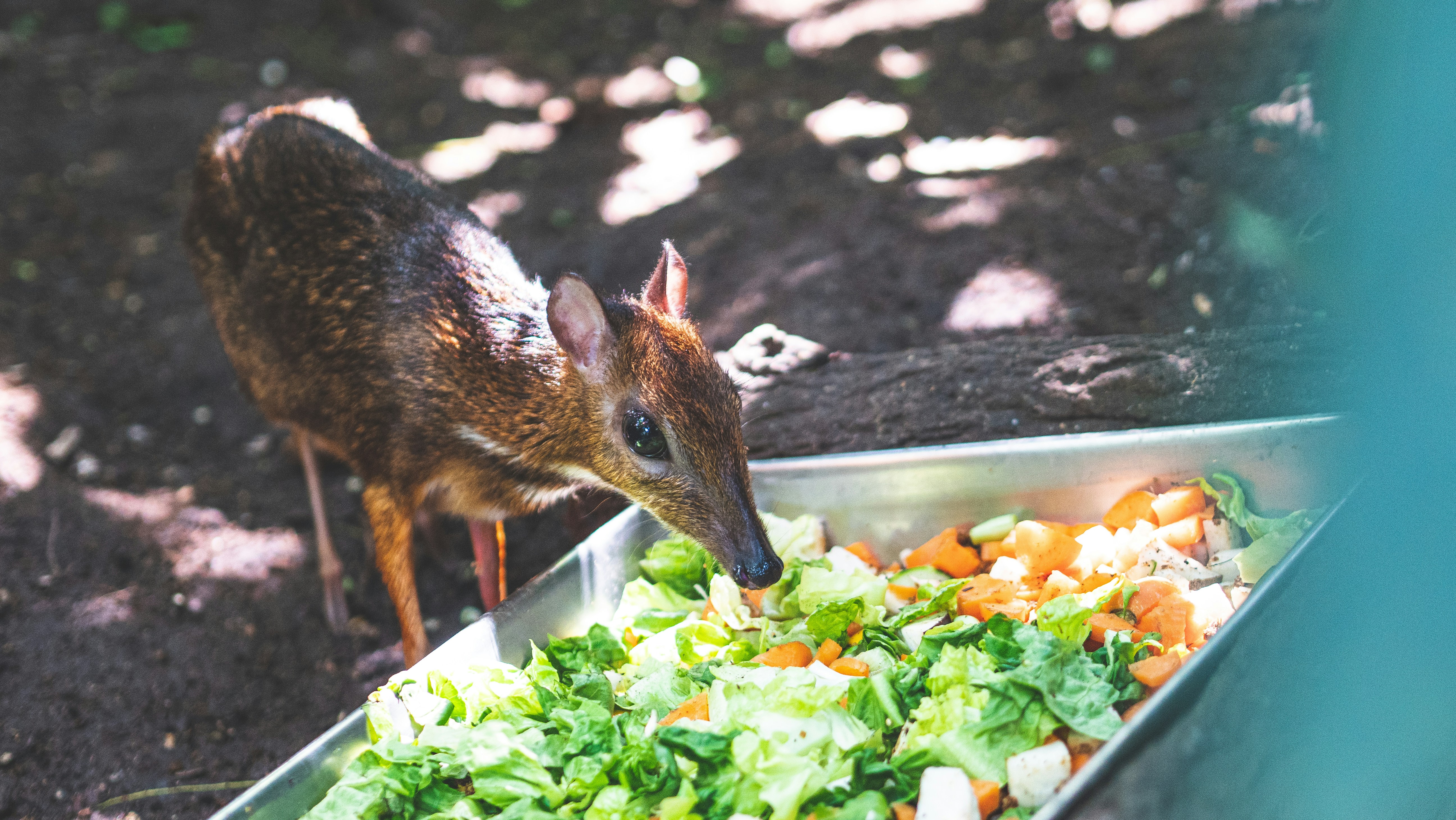 A deer standing next to a tray of food