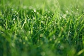 A close up of a green grass field